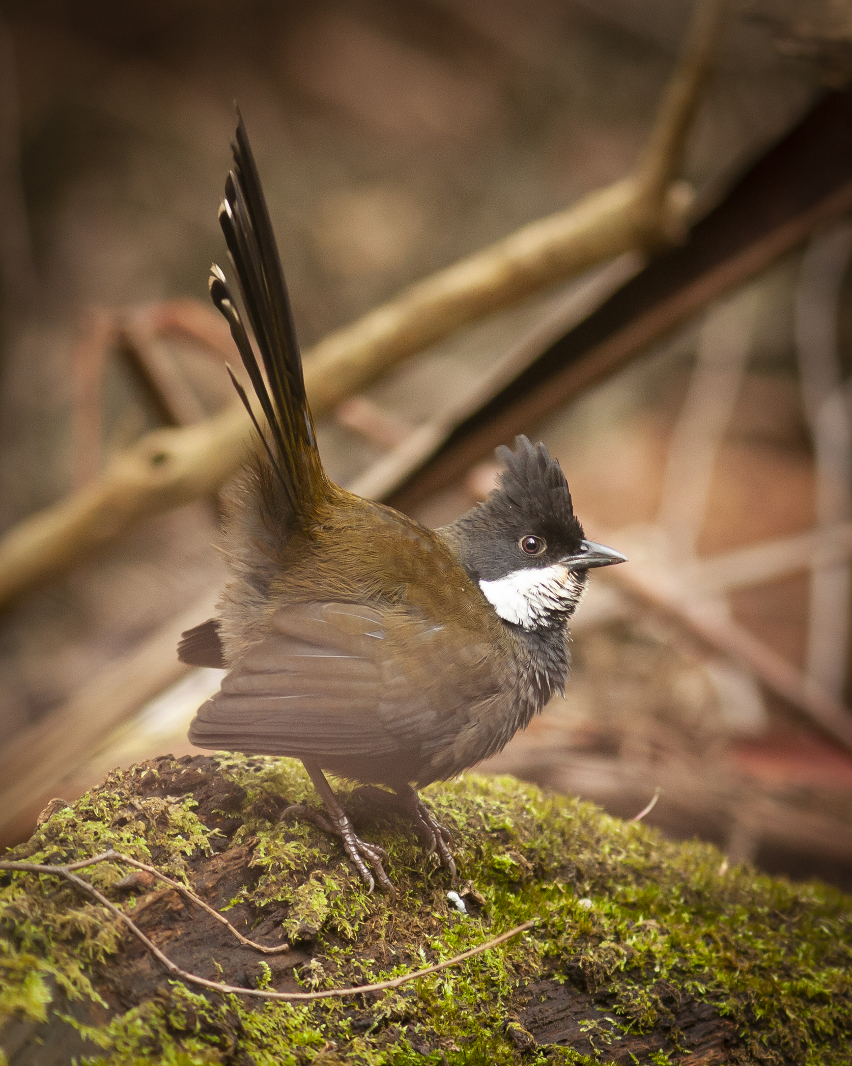 Lyrebirds frequently mimic the alarm and mobbing-behavior calls of birds like the eastern whipbird.