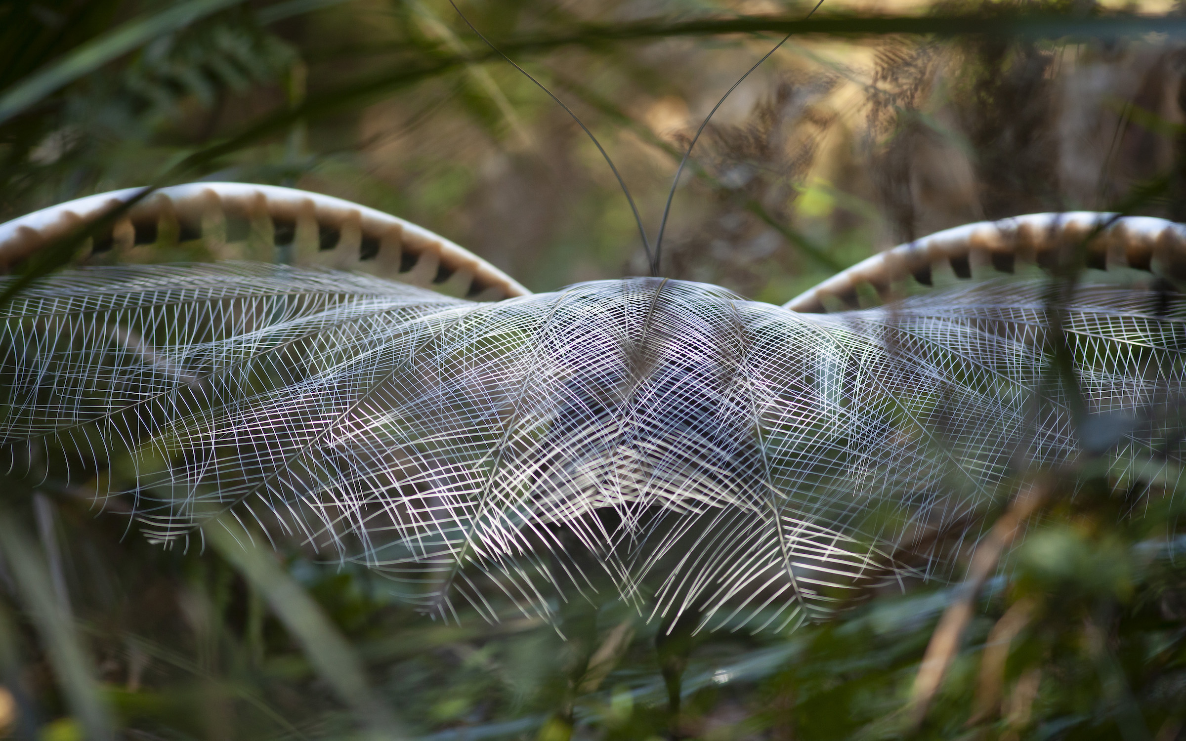 A mature male lyrebird fans his tail feathers and sings in an effort to attract a mate.
