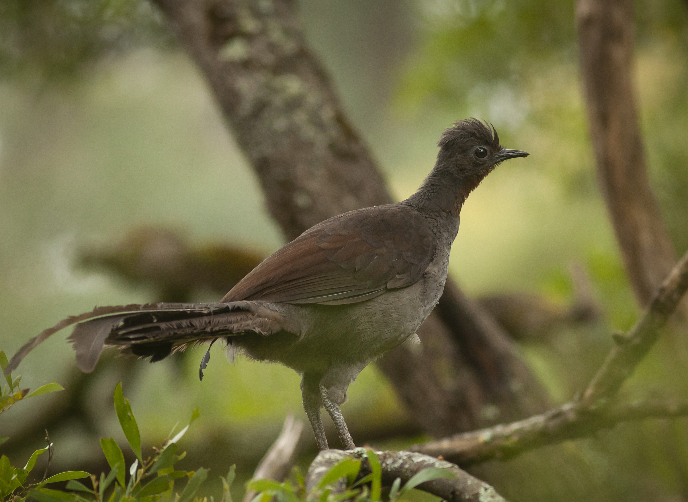 A female lyrebird peers out over her territory in Sherbrooke Forest.