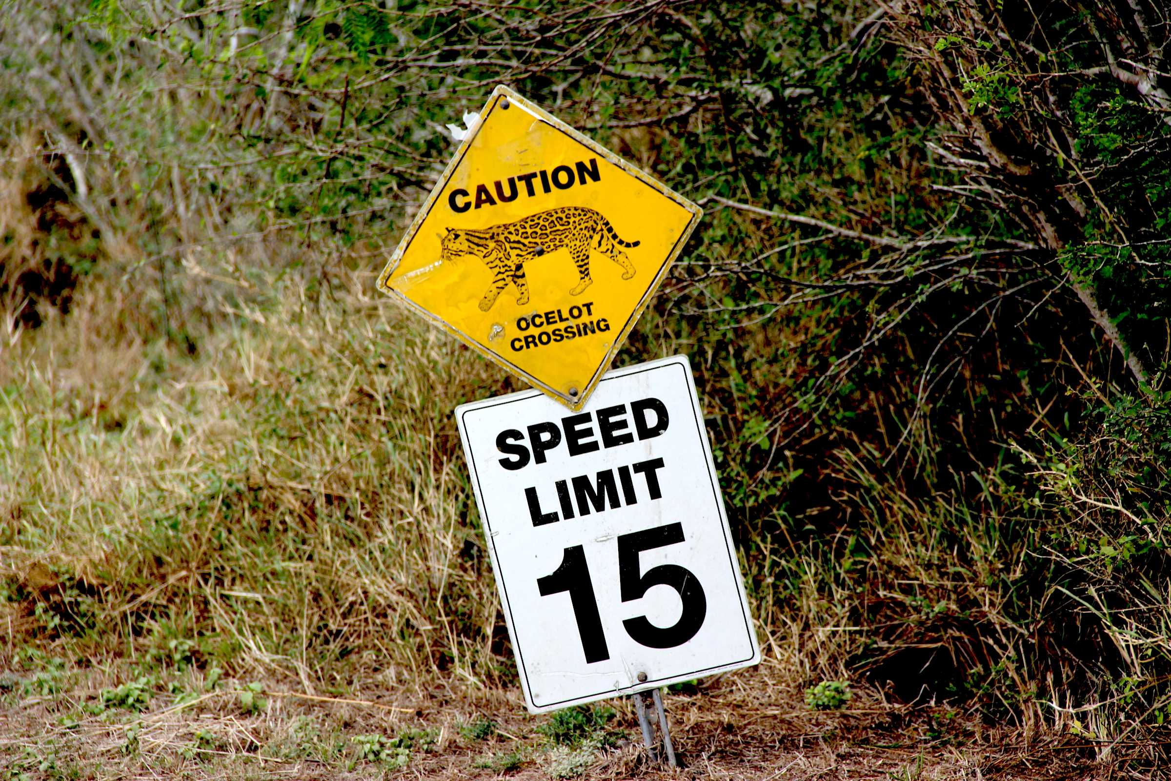 As this road sign warns, highway fatalities present one of the greatest threats to America's remaining ocelot population. Photograph by Ben Goldfarb