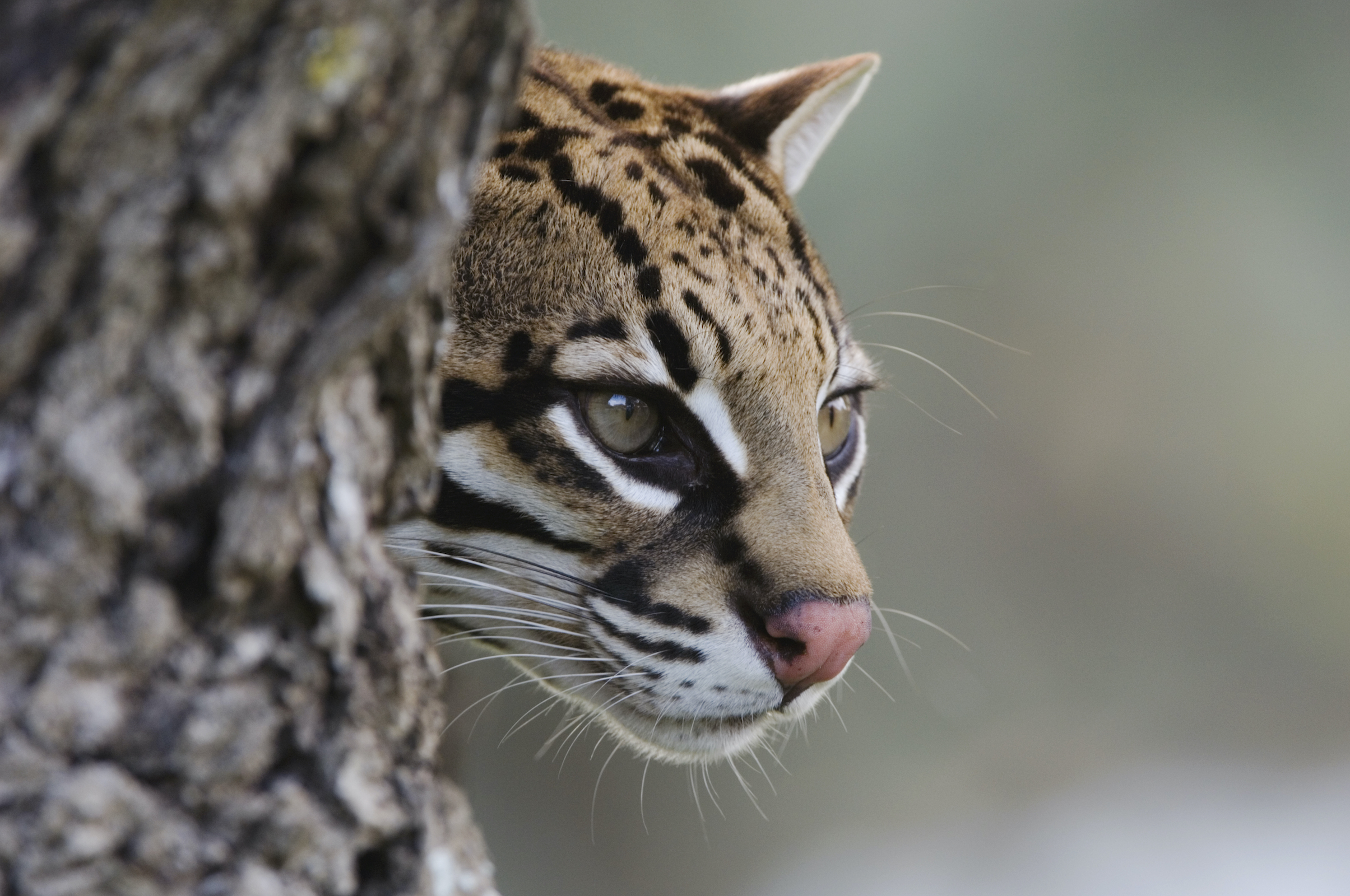Fewer than 100 ocelots likely survive north of the Mexican border. Their range in the U.S. is currently limited to a collection of private ranchlands that have escaped development and Laguna Atascosa, a reserve perched on the state’s southern tip. Photograph by Rolf Nussbaumer