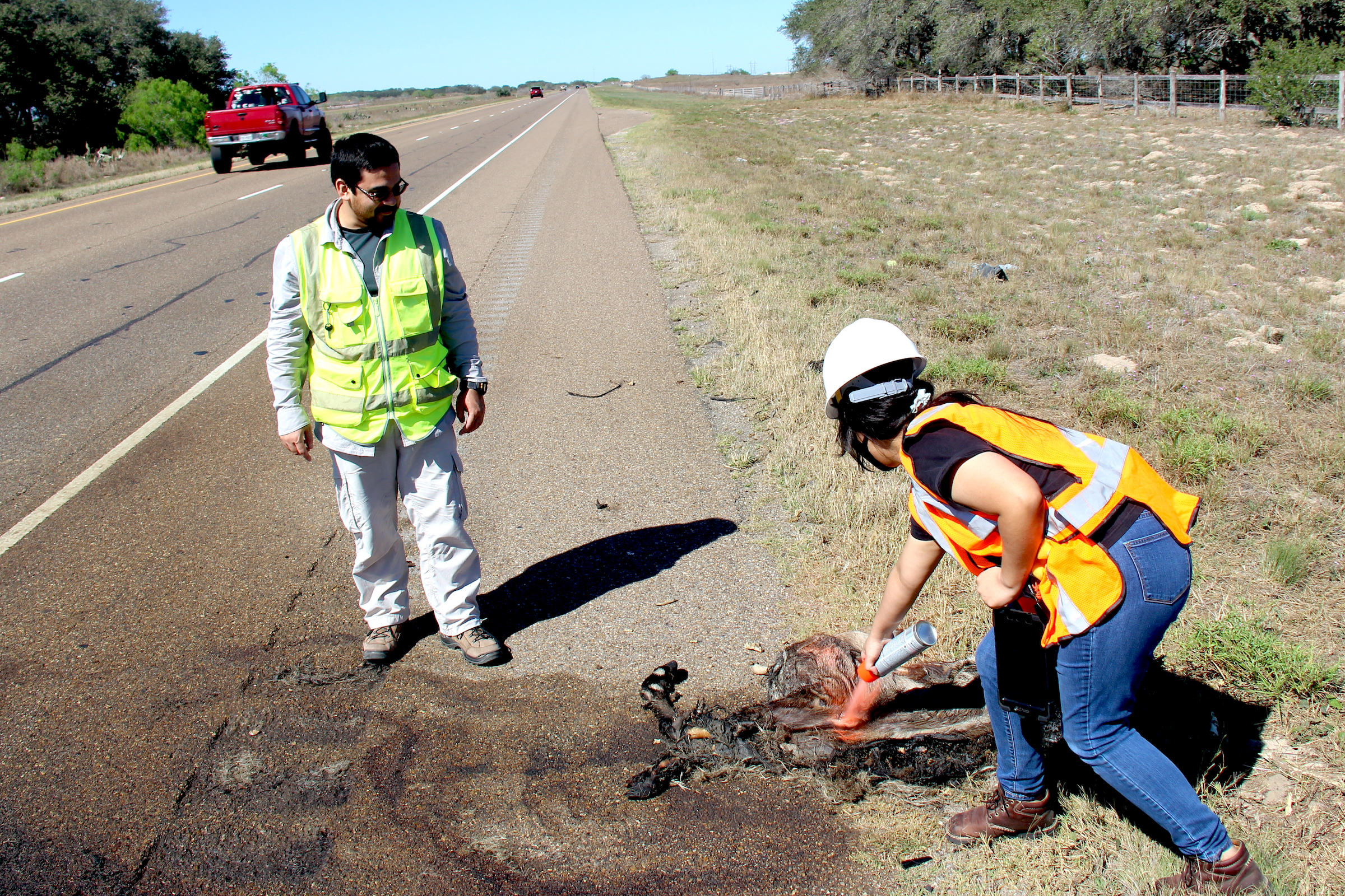 Biologists document roadkill victims along stretches of highway to better understand the need for and effectiveness of wildlife crossings. They mark animals with orange spray paint to make sure those individuals aren't counted twice. Photograph by Ben Goldfarb