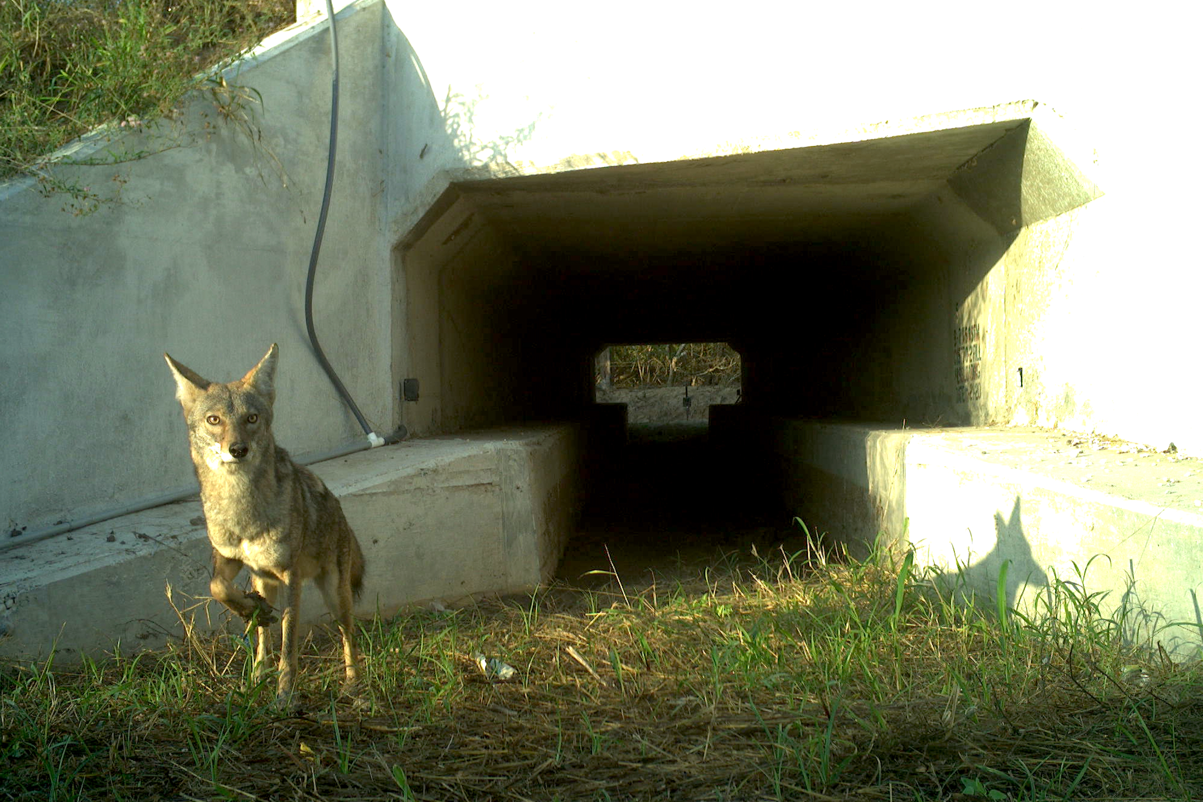 A camera trap captures the image of a coyote as it safely exits a wildlife crossing in South Texas. Photograph by Thomas J. Yamashita
