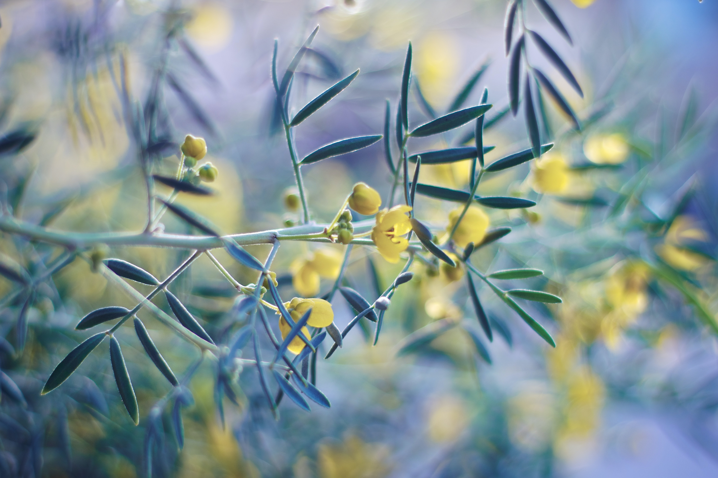 The palo verde tree is one of many species that make up the South Texas thornscrub habitat. Photograph by jflower74/iStock