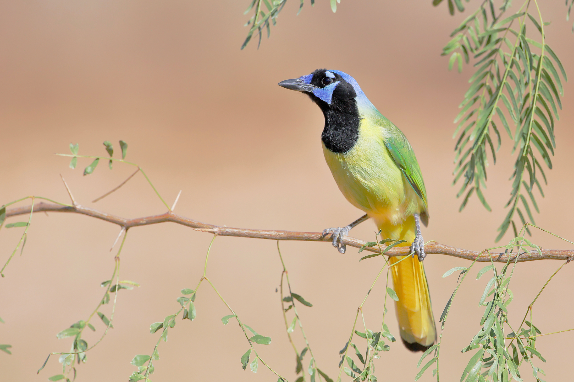 A green jay looks out across the South Texas landscape. Photograph by Wilfred Marissen
