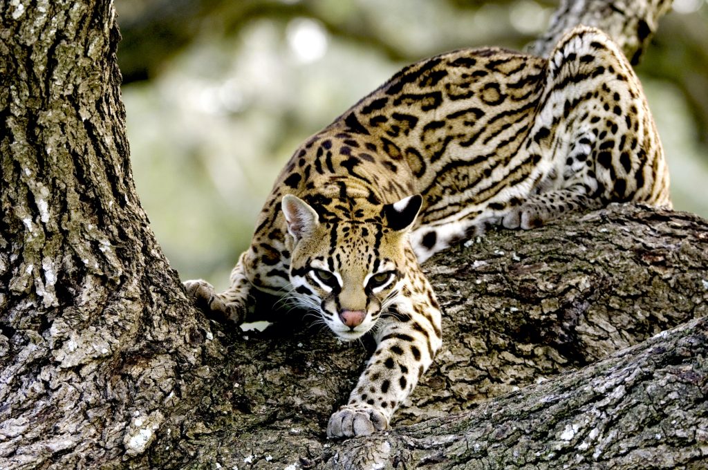 With only 100 or so individuals living north of the U.S.-Mexico border, the ocelot is thought to be the most endangered feline in America. Photograph by Aflo/NPL