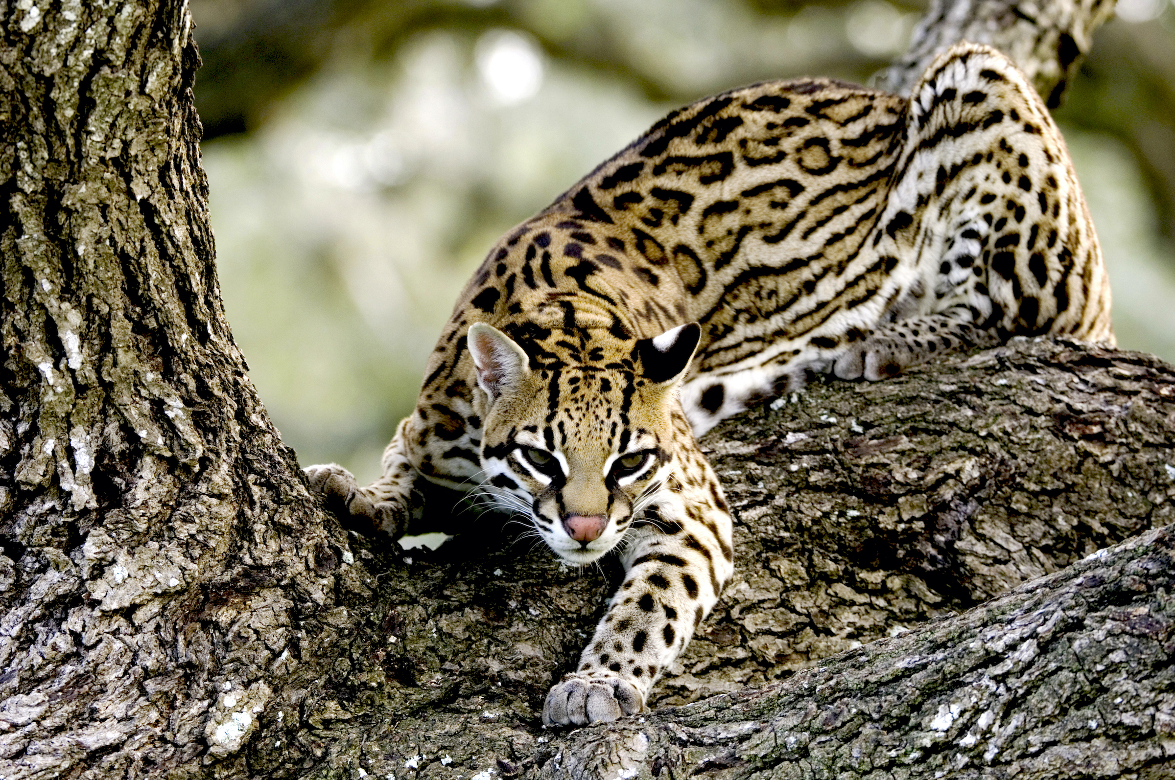 With only 100 or so individuals living north of the U.S.-Mexico border, the ocelot is thought to be the most endangered feline in America. Photograph by Aflo/NPL
