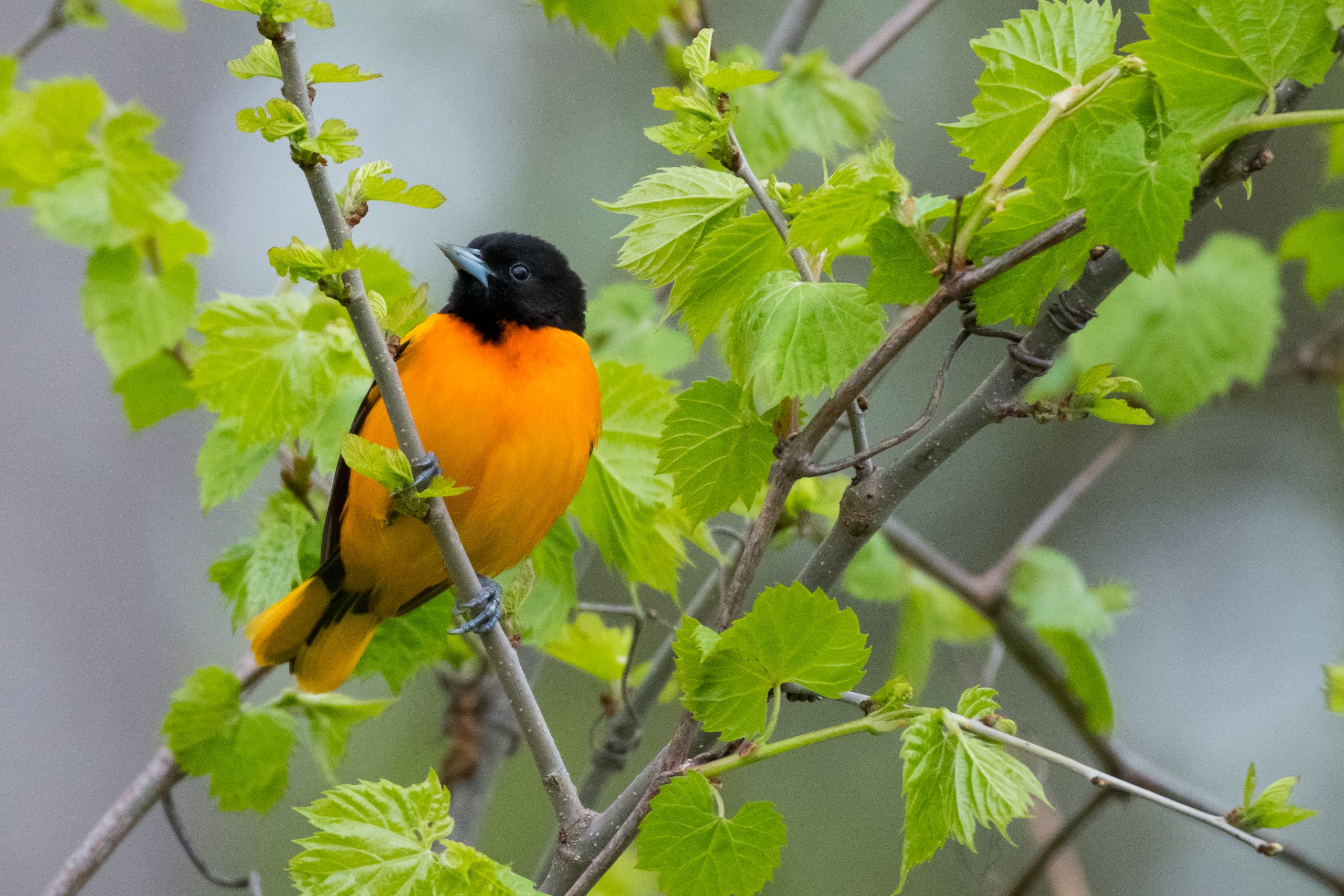 Having endured countless other hazards along their annual migration routes, Baltimore orioles, like so many other species, too often fall victim to window glass. Fortunately, efforts are underway to rehabilitate survivors and to reduce the impacts of the threats themselves. Photograph by Christy Frank