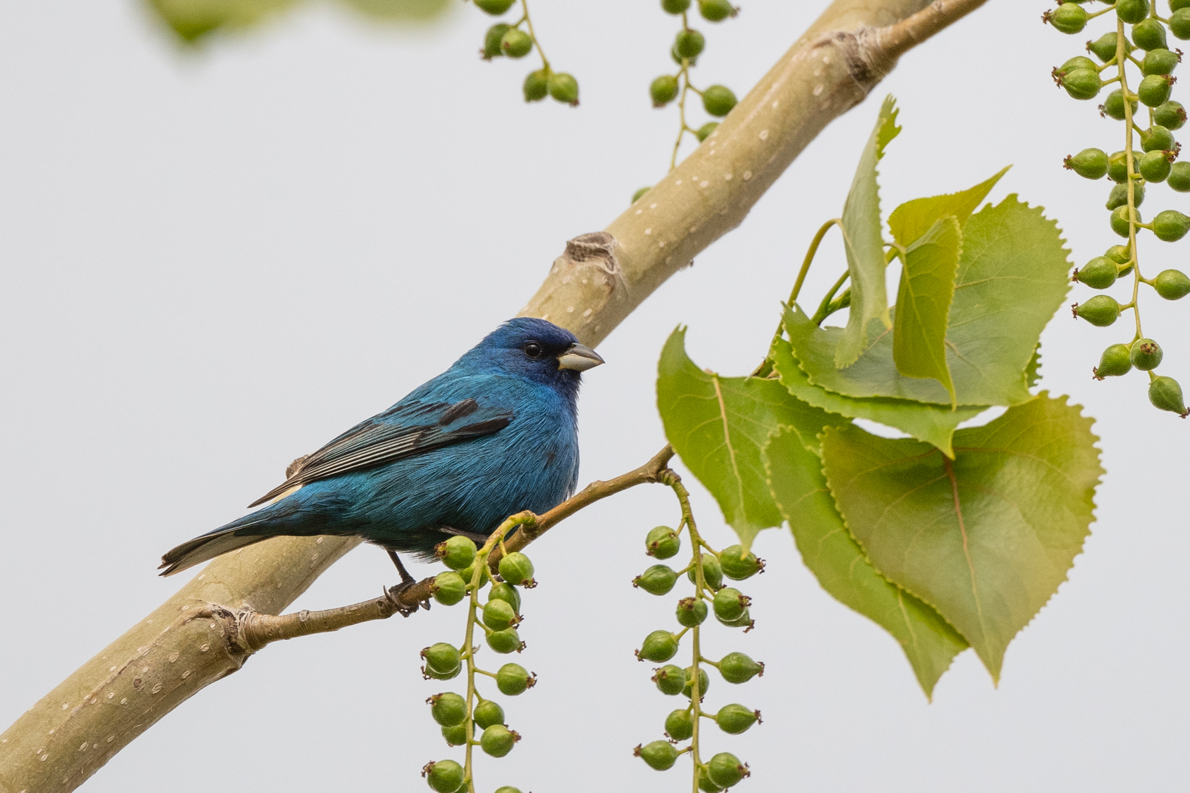 Indigo buntings make up a small portion of the rivers of birds that migrate north and south each year. Yet, like all the others, they, too, fall victim to the indiscriminate toll of window glass. Photograph by Christy Frank
