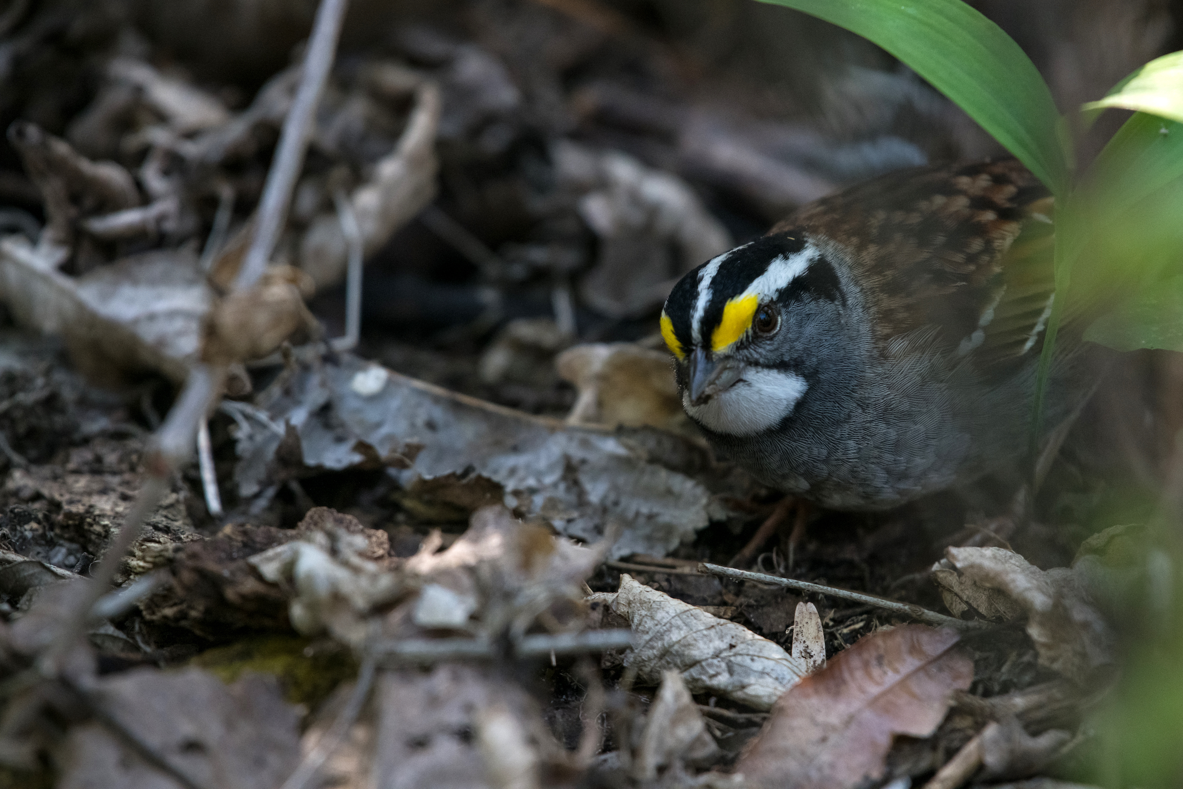 White-throated sparrows like this one seem to be more likely to collide with windows than many other species are. Studies by Dave Willard, an ornithologist at the Field Museum, suggest that this may be the result of the members of the species calling out to flock mates while in flight, increasing the potential for a few individuals to draw an entire group toward hazards like buildings lit up at night. Photograph by Christy Frank