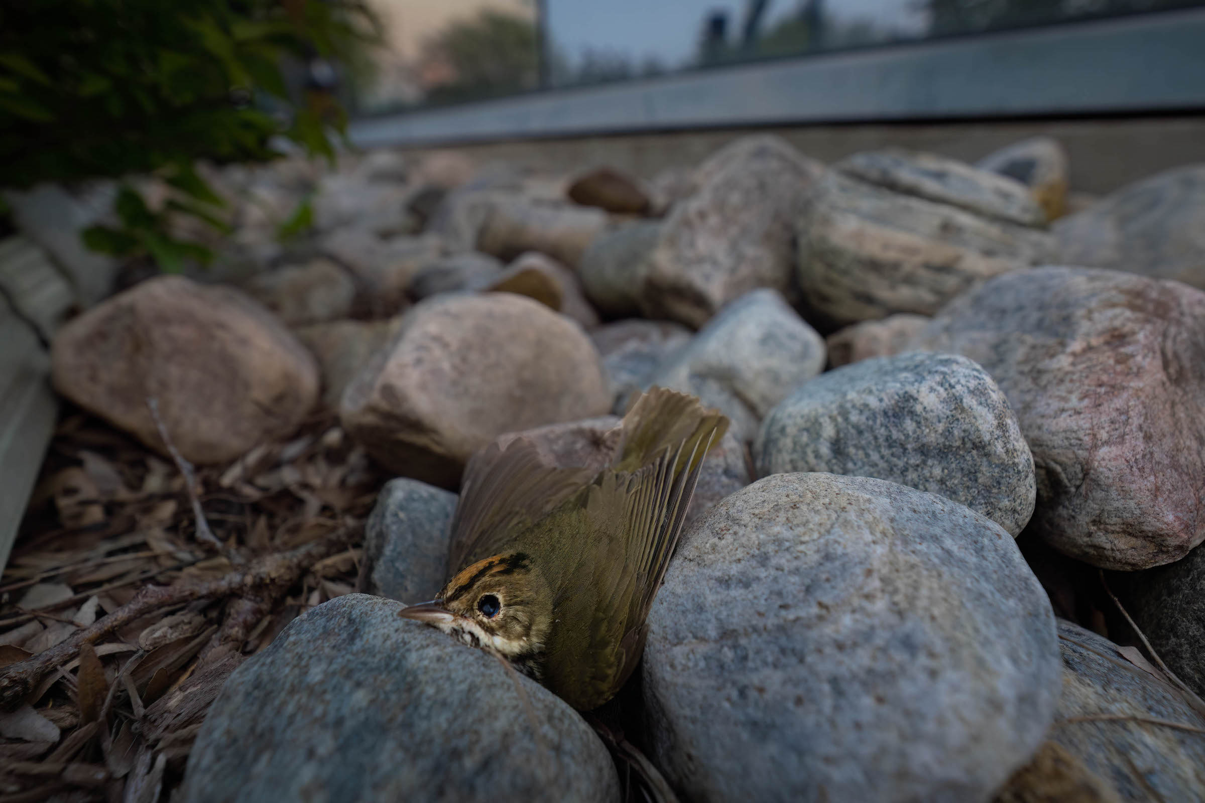 Migratory birds face hazards up and down North America’s Mississippi flyway. This ovenbird died at the base of a building in Toronto, where monitors like those in Chicago search for birds that can be rehabilitated and otherwise document the tragic loss of life. Photograph by Patricia Homonylo