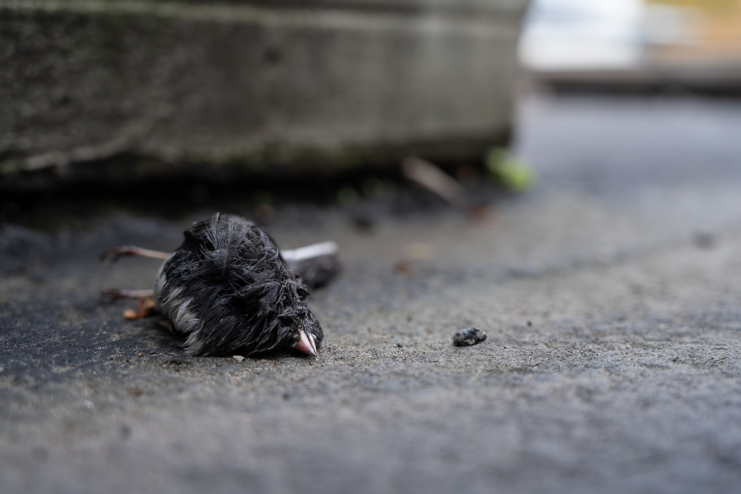 Birds like this dark-eyed junco make up some of the estimated 1 billion birds that die at the base of building windows each year in the United States alone. Fortunately, there are relatively low-tech and inexpensive solutions for reducing the threats to birds while maintaining a well-loved urban aesthetic. Photograph by Christy Frank