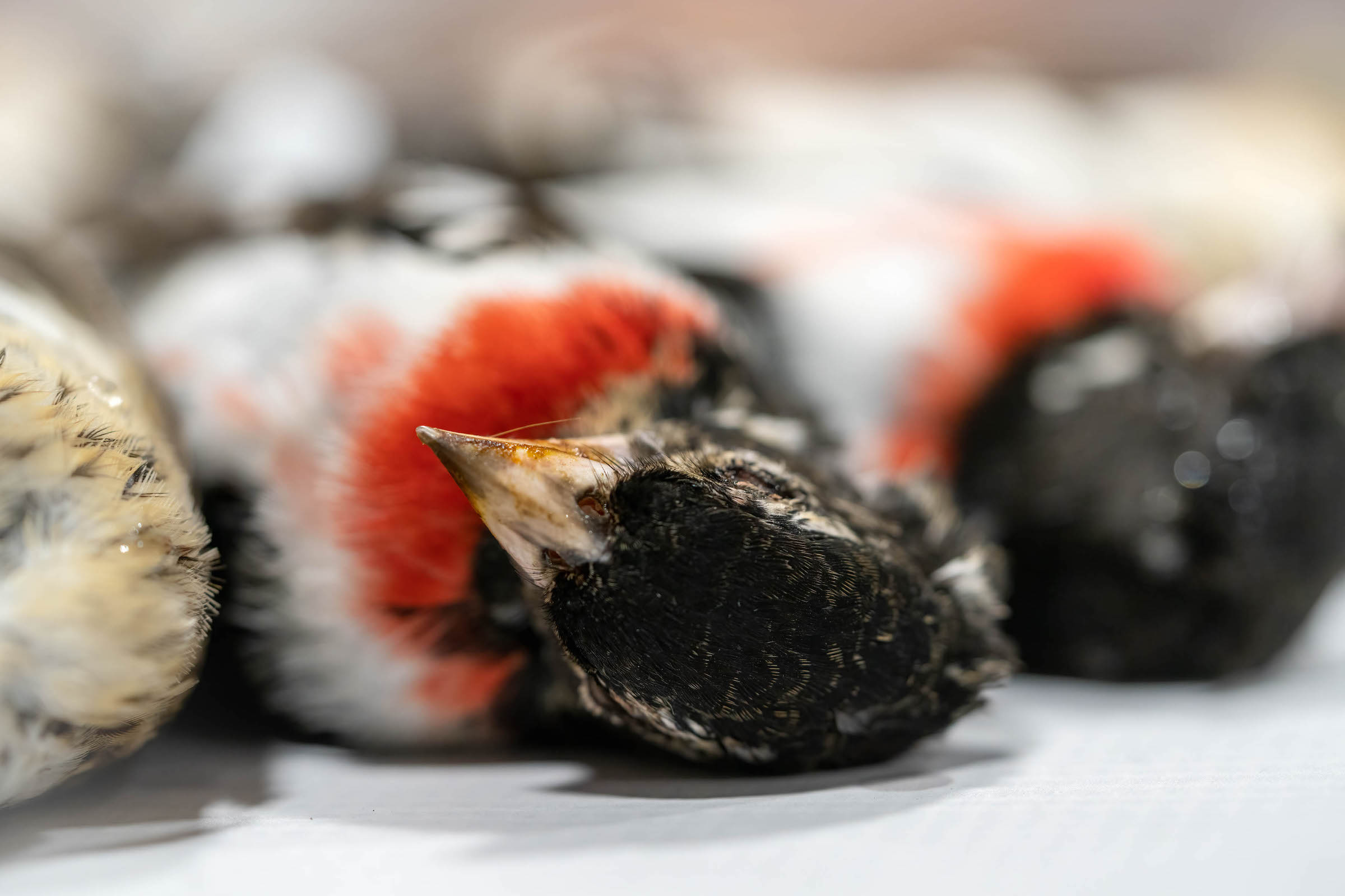 Rose-breasted grosbeaks are just a few of the many long-distance migrants that frequently meet their demise on the windows of buildings along the Midwestern flyway. Cities like Chicago, with so much urban lighting and so much glass, create what Annette Prince refers to as the perfect storm for migrating birds. Photograph by Patricia Homonylo