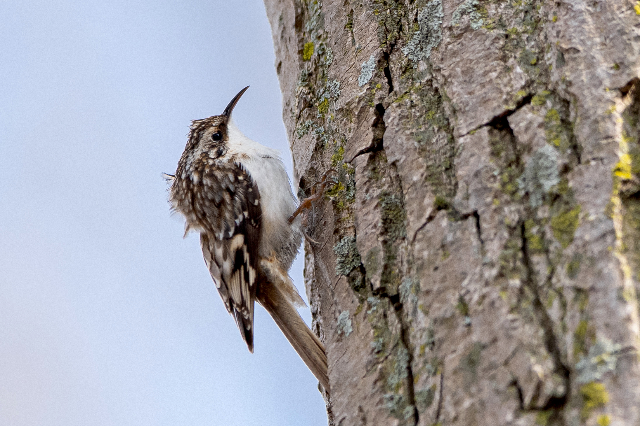A brown creeper like the one seen her struck a window one year, recovered, and was found dead on the same date, at the same location the following year. Photograph by Christy Frank