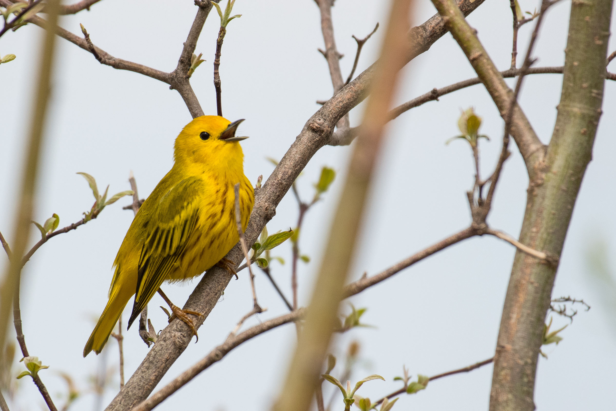 Yellow warblers like this individual are long-distance migrants that winter in Central America and northern South America, and all too often fall victim to building glass. Photograph by Christy Frank