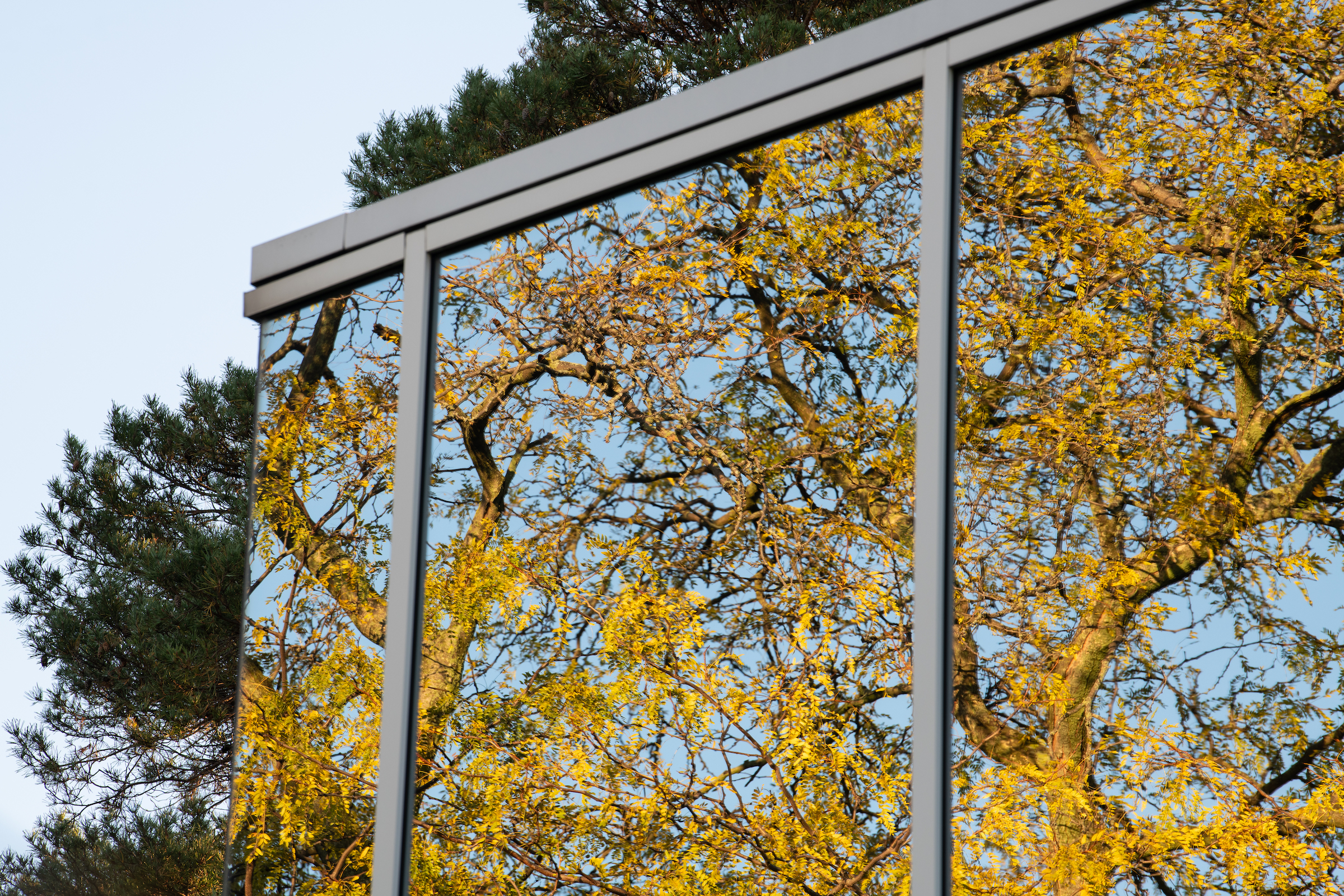 As ubiquitous as glass is to humans, to birds, "it’s one of the world’s most confounding materials," Goldfarb writes. The reflective glass that coats many modern buildings today presents a shimmering mirror of clouds and trees, inviting migrants to fly toward or through an impenetrable barrier. Photograph by Christy Frank