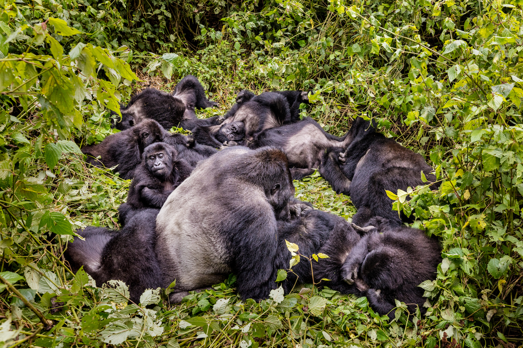 A family of gorillas lounges in Kahuzi-Biega National Park, which is home to both eastern lowland gorillas and mountain gorillas. Eastern lowland gorilla family groups are typically led by one silverback and include multiple females and their babies. Photograph by Marcus Westberg