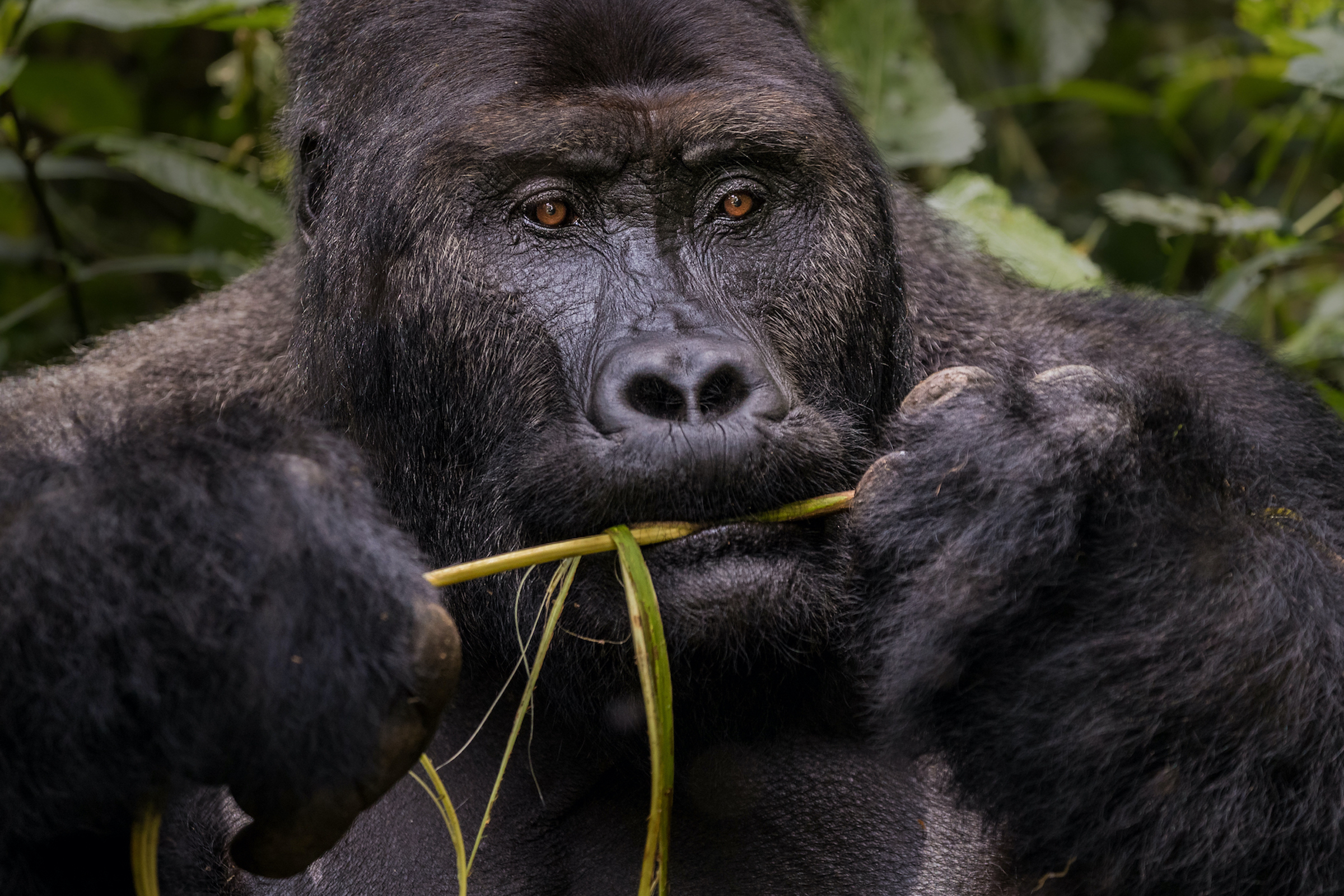 A silverback gorilla named Cimanuka munches on plants in Kahuzi-Biega National Park. John Kahekwa, who has spent decades with the Park’s gorillas, is able to recognize individuals and knows most of them by name. Photograph by Marcus Westberg