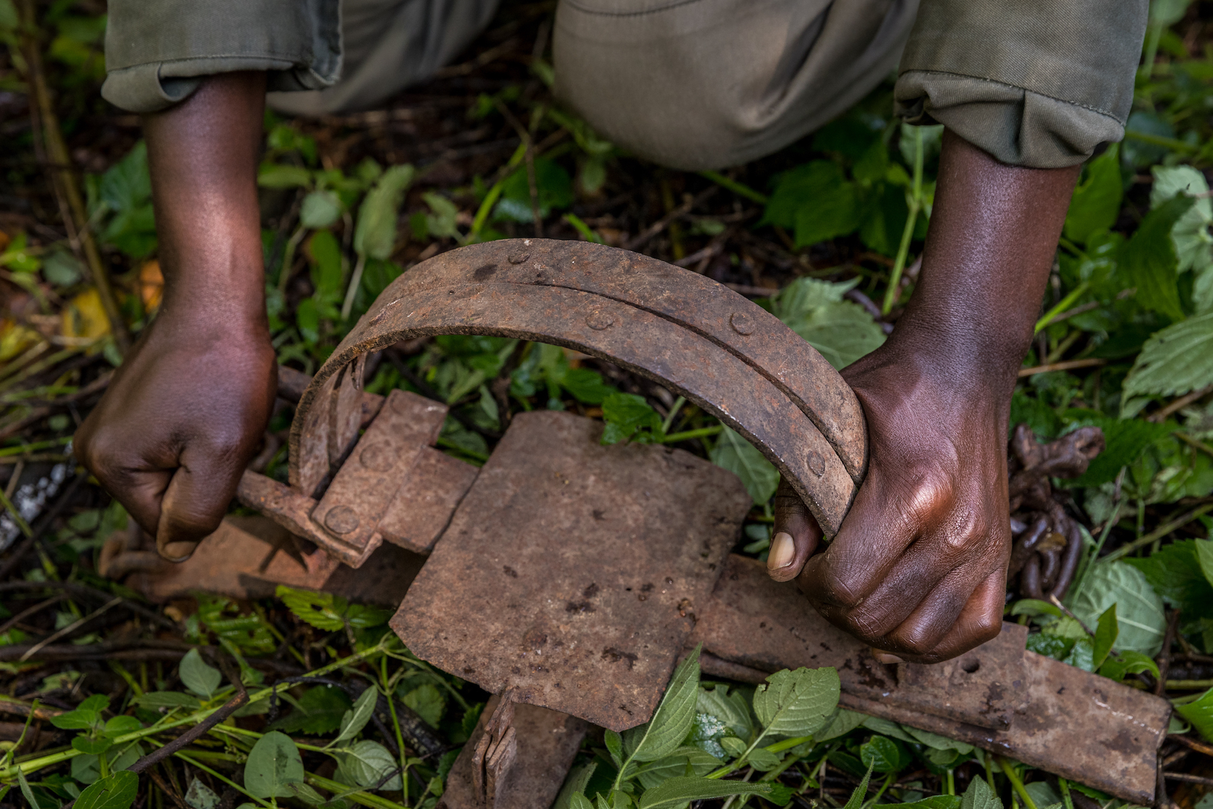 A park ranger holds a leg-hold trap found in Kahuzi-Biega National Park. Although gorillas aren’t typically the intended targets of these traps, they often fall victim to them. Photograph by Marcus Westberg
