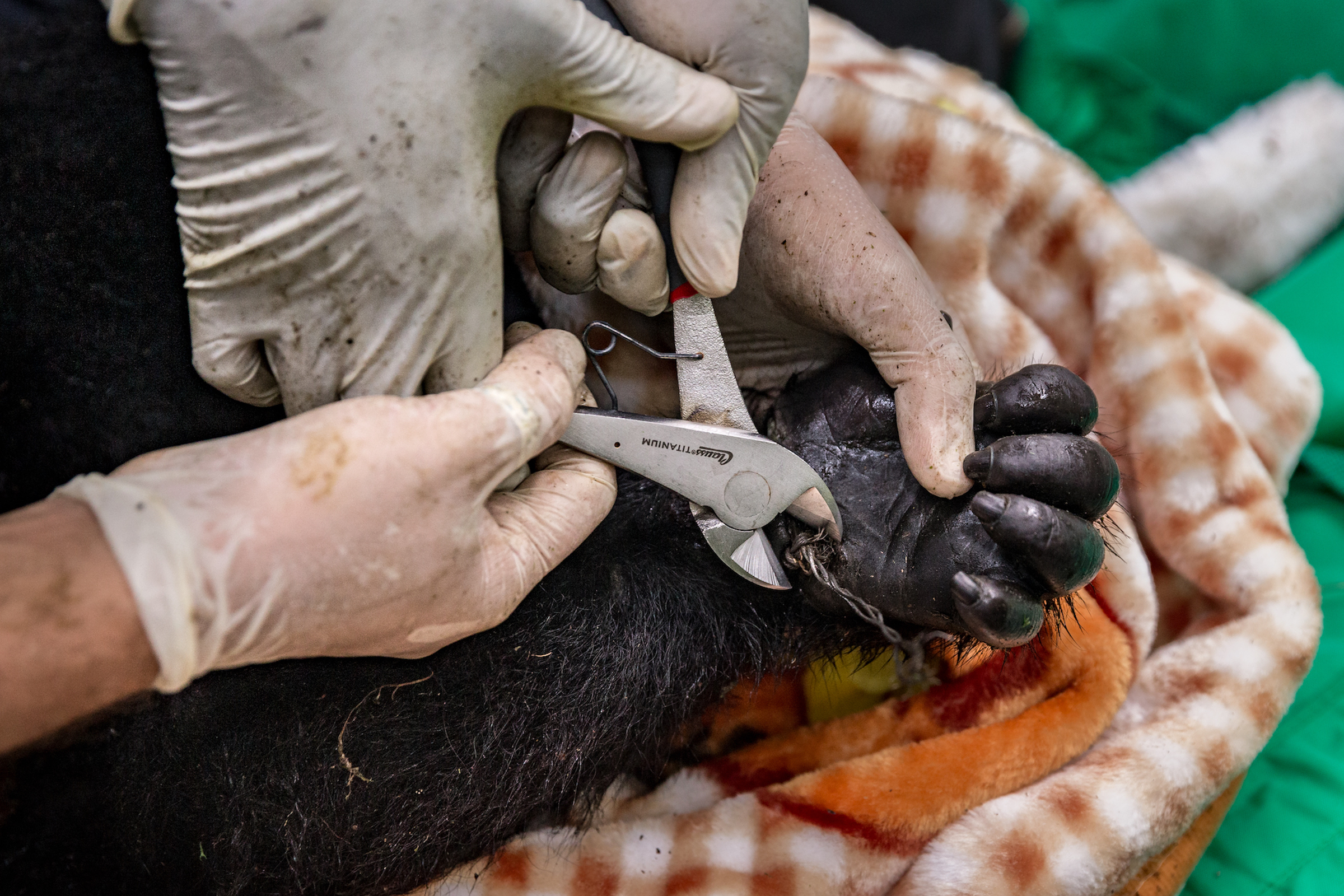 Veterinarians from Gorilla Doctors—an international organization that provides medical care for eastern lowland and mountain gorillas—remove a snare from the wrist of a young lowland gorilla. Photograph by Marcus Westberg