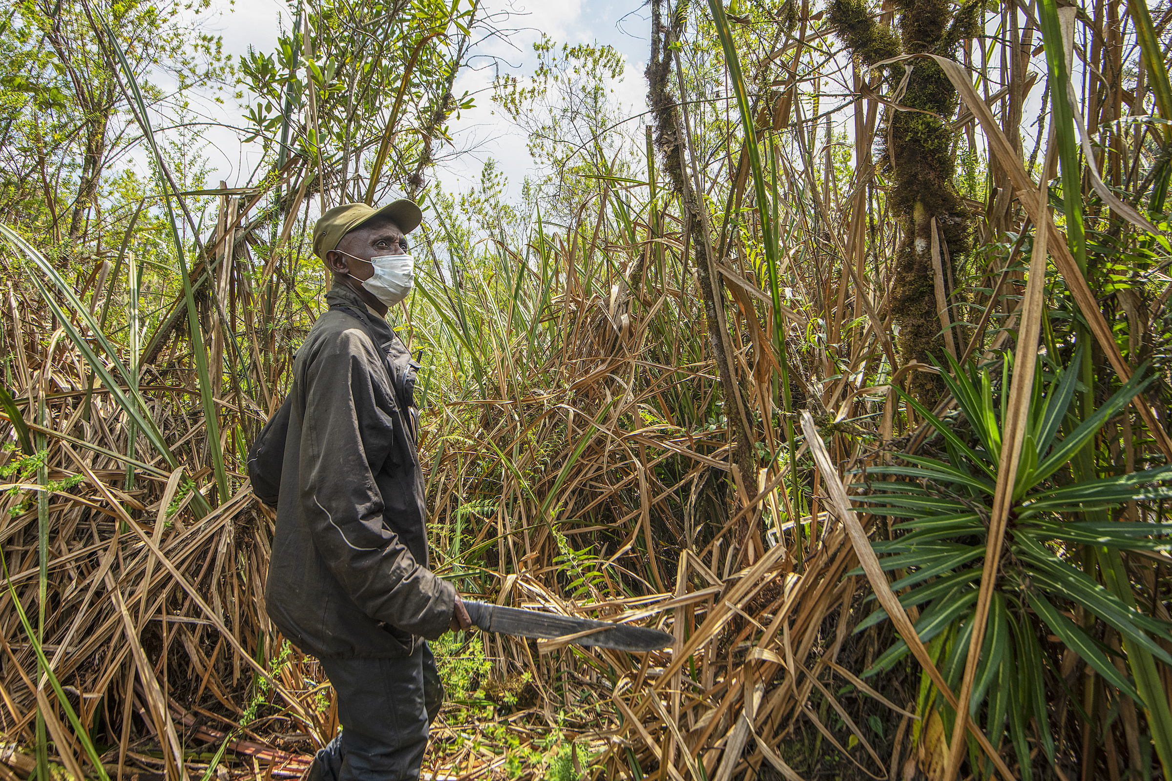 A tracker uses a machete to cut through the dense brush in search of eastern lowland gorillas. Although “fortress conservation” and laws forbidding entry into Kahuzi-Biega effectively cut off the park from locals and outsiders, in 2017, John Kahekwa revived a community tourism initiative intended to introduce local people to the gorillas that live nearby and to help them better understand the need to protect the animals and their habitat. Photograph by Jess Craig
