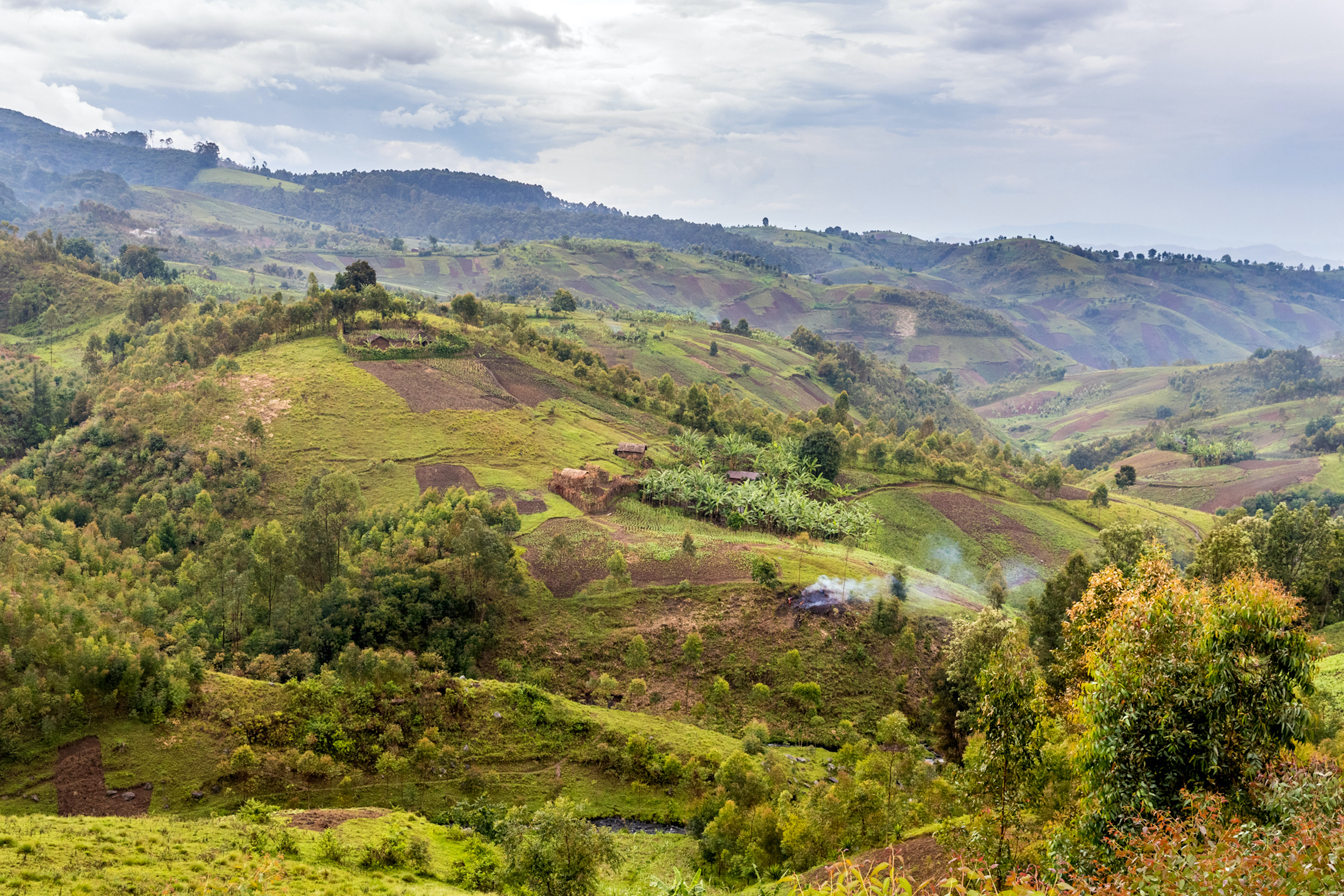 Rolling hills and small farm plots form an agricultural mosaic near Kahuzi-Biega National Park. The encroachment of small farming operations along the Park’s edge continues to threaten this important protected area and the wildlife that lives there. Photograph by Marcus Westberg
