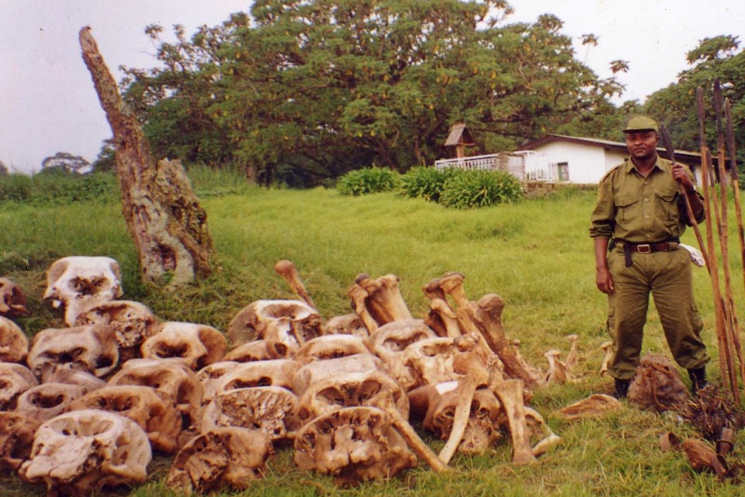 John Kahekwa stands next to the remains of wildlife killed by poachers in Kahuzi-Biega National Park. Kahekwa and his team of rangers, who were among the few people who worked in the Park during the wars, collected the remains of hundreds of chimpanzees, bush elephants, and gorillas killed during the conflicts. Photograph courtesy of John Kahekwa