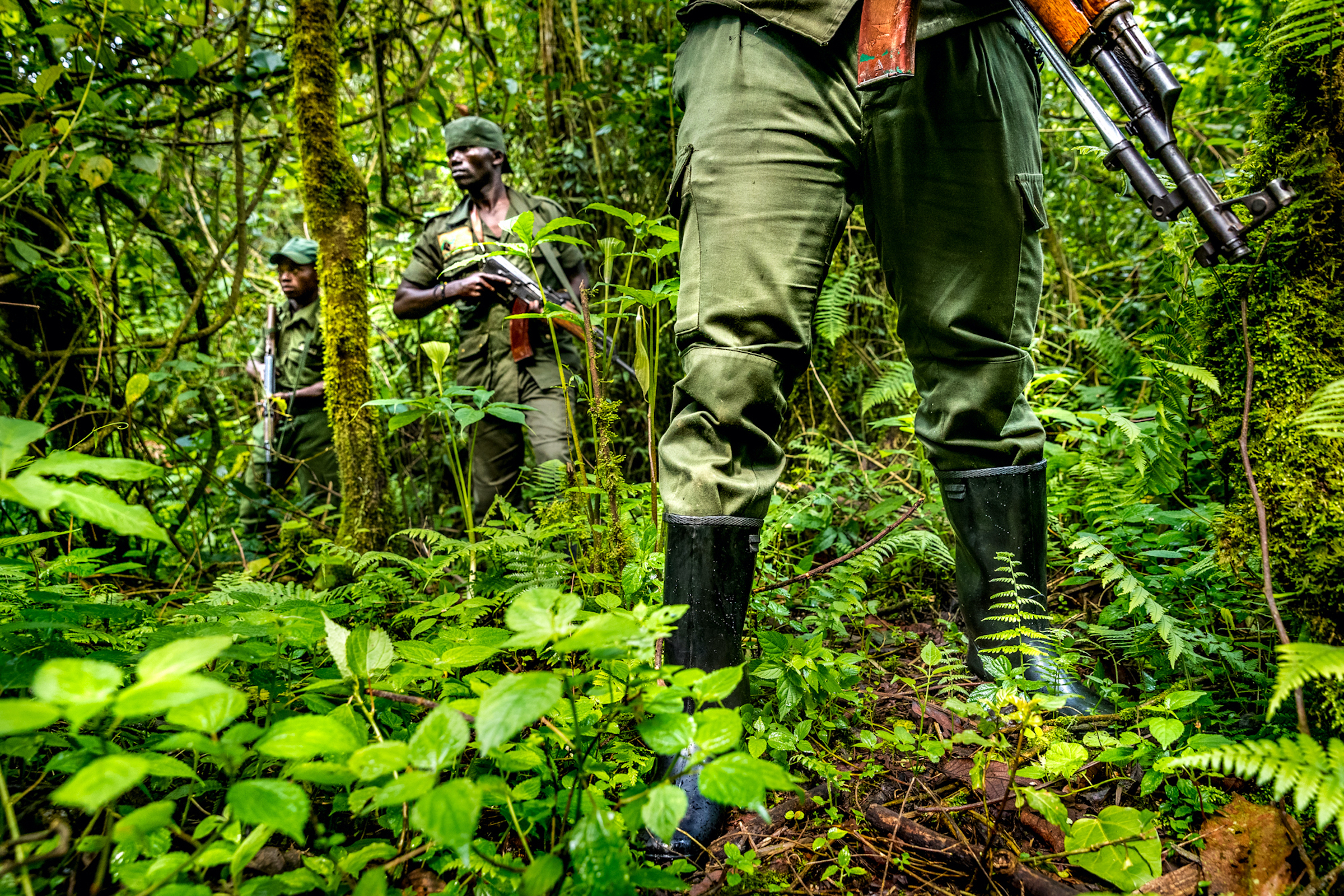 Armed rangers patrol Kahuzi-Biega National Park in search of poachers and their snares, as well as local people illegally farming or gathering forest products such as wood and honey inside the Park. The London-based NGO Minority Rights Group has accused the Park’s rangers of committing human rights abuses during some of these patrols. Photograph by Marcus Westberg