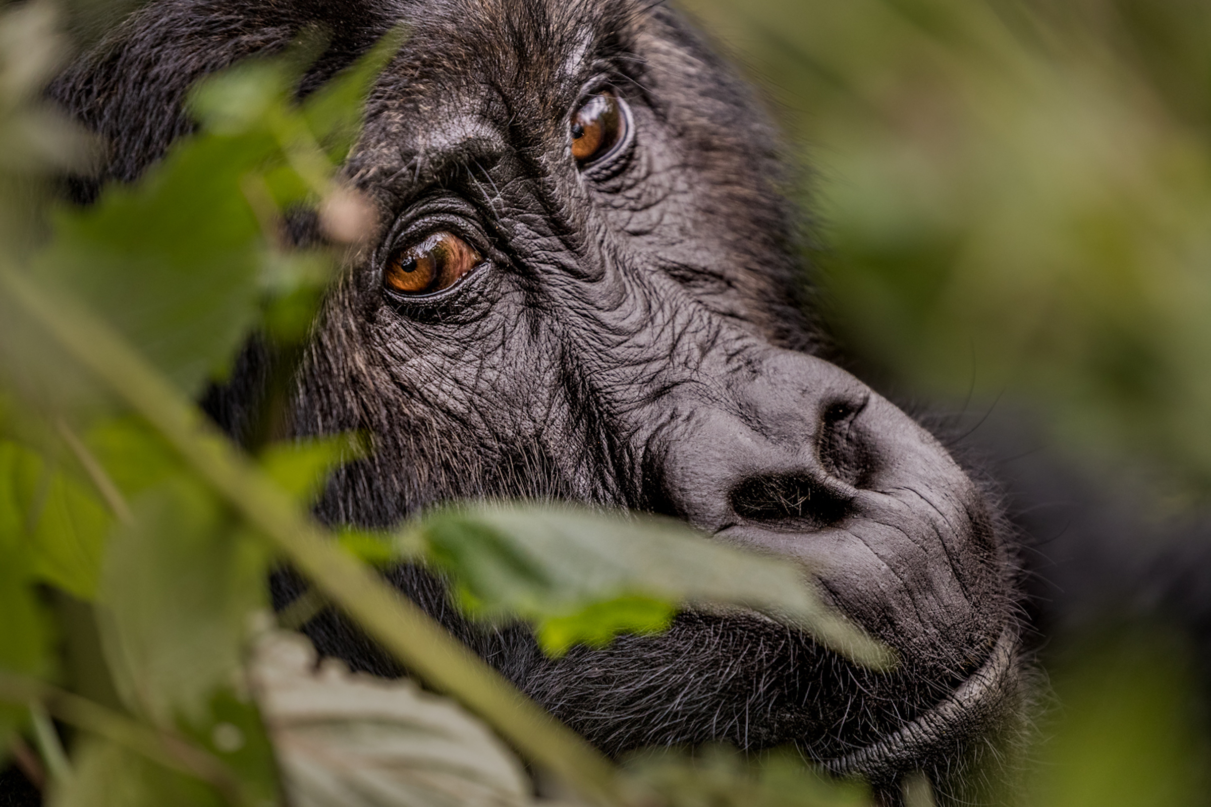 A gorilla casts a calm glance back at his human observer. Over time, the gorillas in Kahuzi-Biega National Park have become habituated to humans trekking through the forest to catch a glimpse of this critically endangered species. Photograph by Marcus Westberg