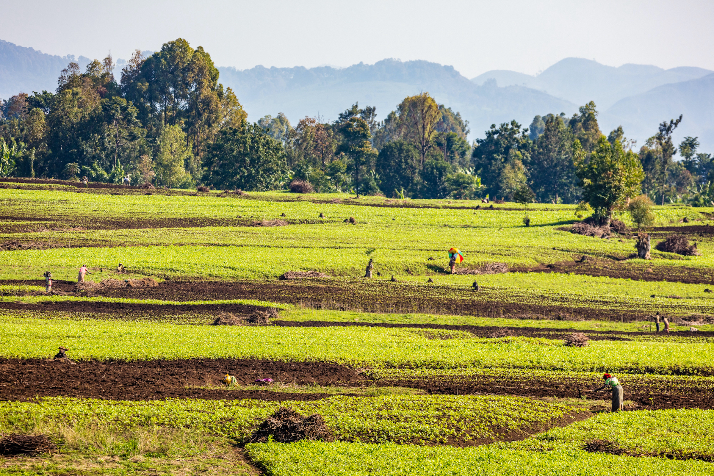 Women work on a tea plantation near Kahuzi-Biega National Park. Although agriculture and logging have historically threatened conservation efforts in the park, various organizations have started alternative agricultural projects and granted plots of rainforest back to local Indigenous communities. Photograph by Marcus Westberg