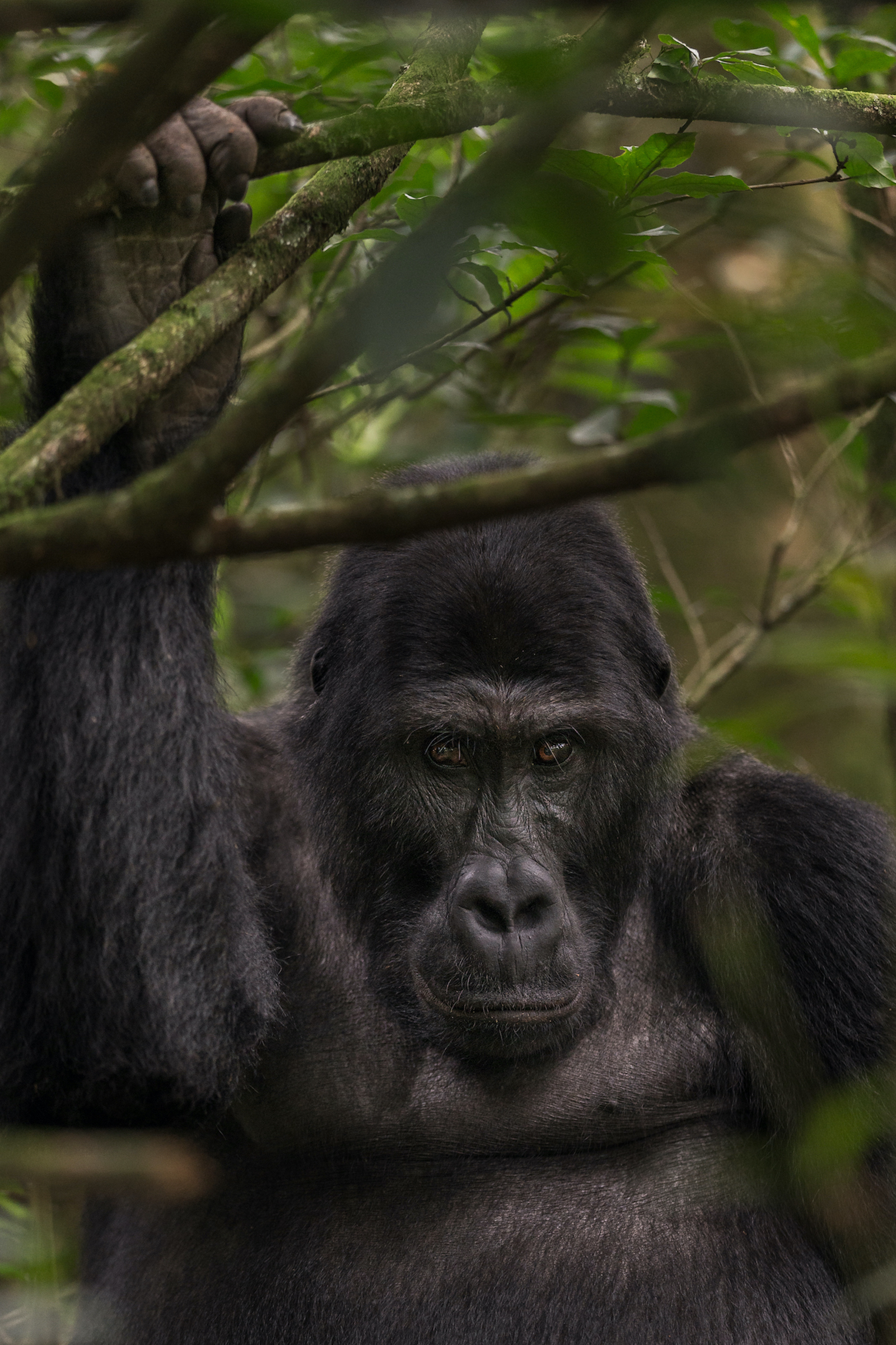 A silverback male gorilla that park staff have named Cimanuka peers out from a thicket of branches in Kahuzi-Biega National Park. Photograph by Marcus Westberg