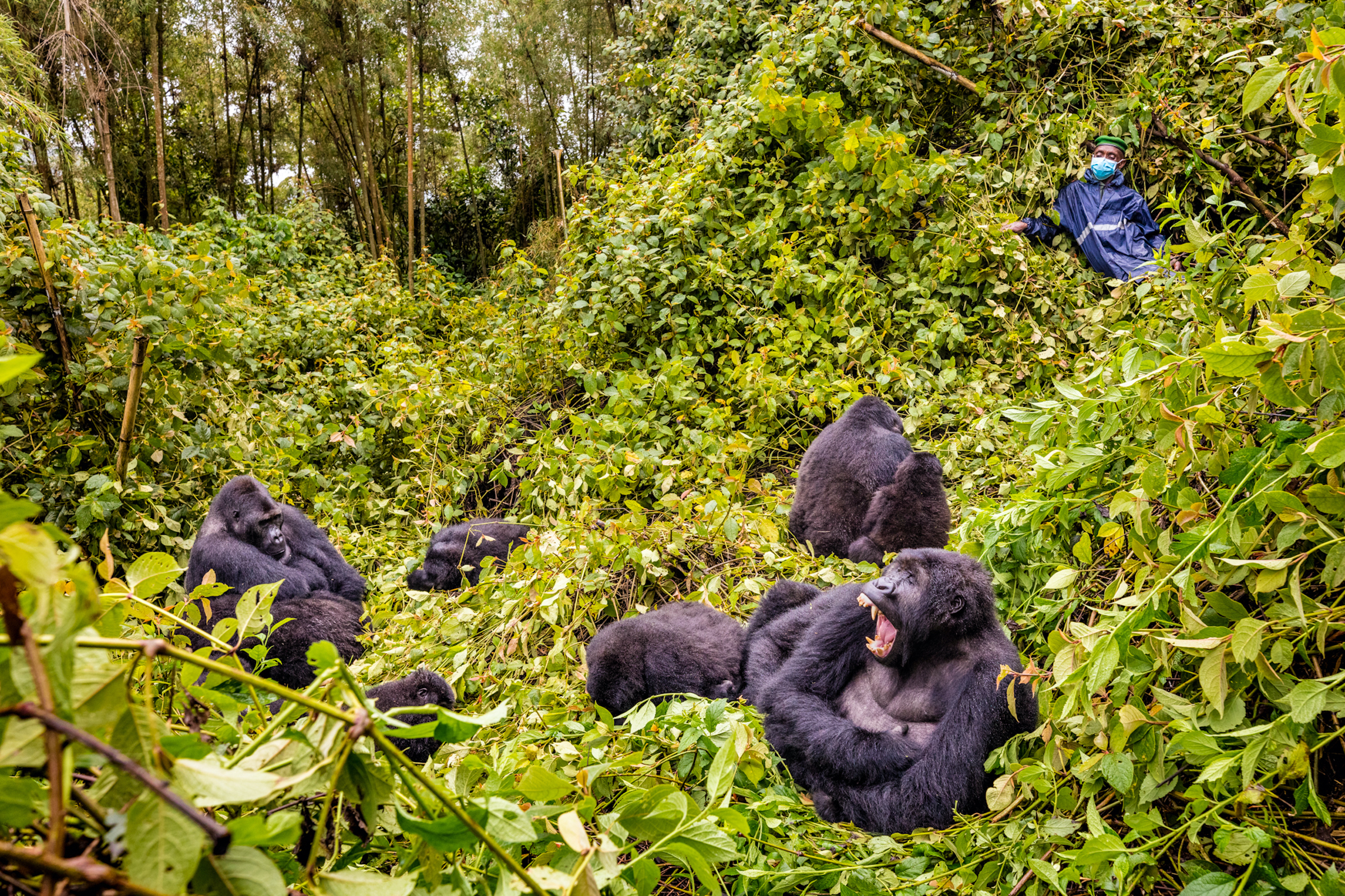 Lambert, the head gorilla tracker in Kahuzi-Biega National Park, peers down at a group of lounging eastern lowland gorillas. Photograph by Marcus Westberg