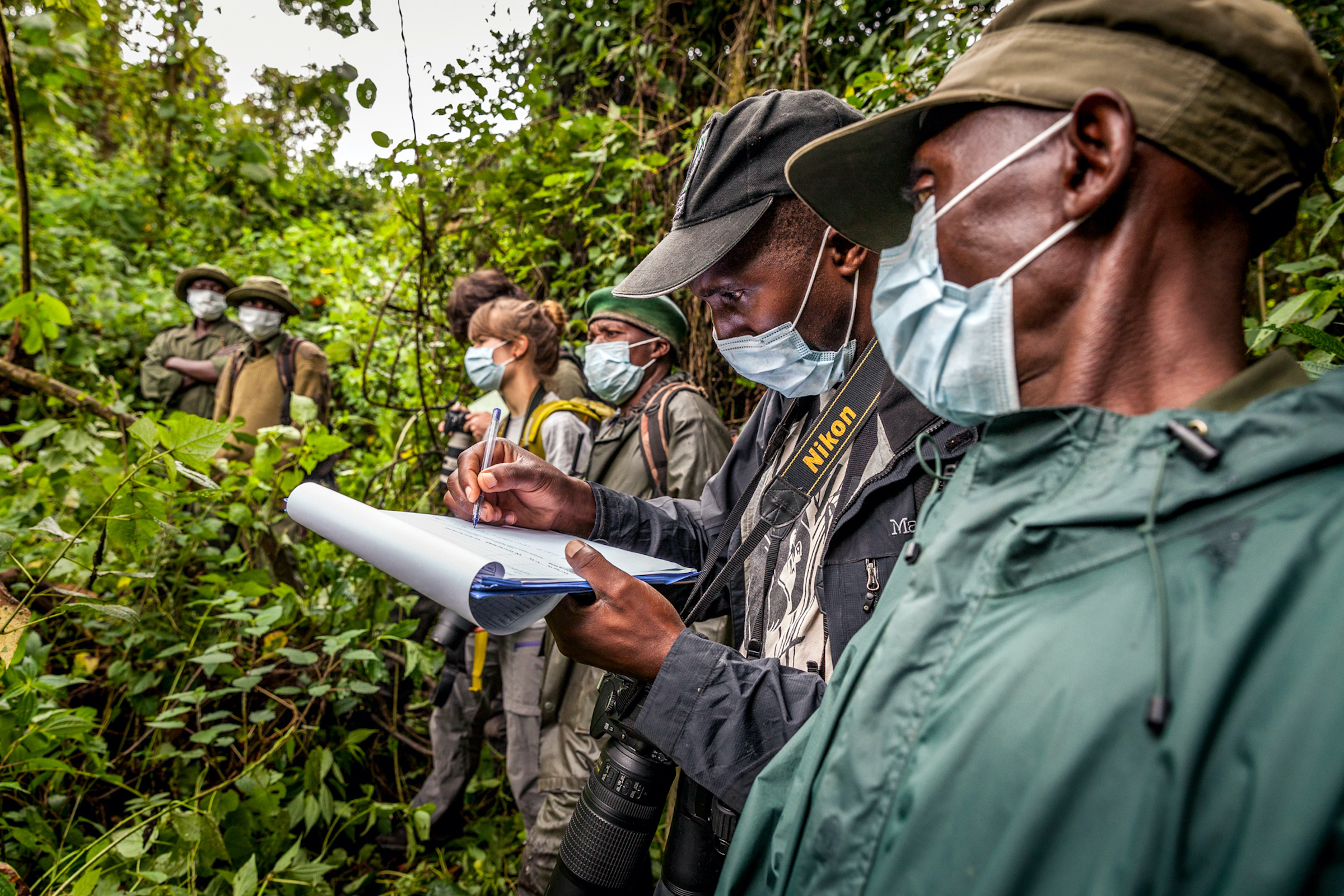 A group of veterinarians from Gorilla Doctors monitors the health of eastern lowland gorillas in Kahuzi-Biega National Park. Photograph by Marcus Westberg