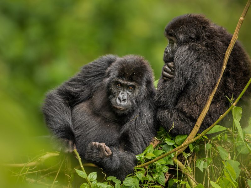 Two eastern lowland gorillas (also known as Grauer’s gorillas) rest near each other in Kahuzi-Biega National Park. Known as the world’s largest living primates, these gorillas are critically endangered following decades of political upheaval in the Democratic Republic of the Congo. Photograph by Marcus Westberg