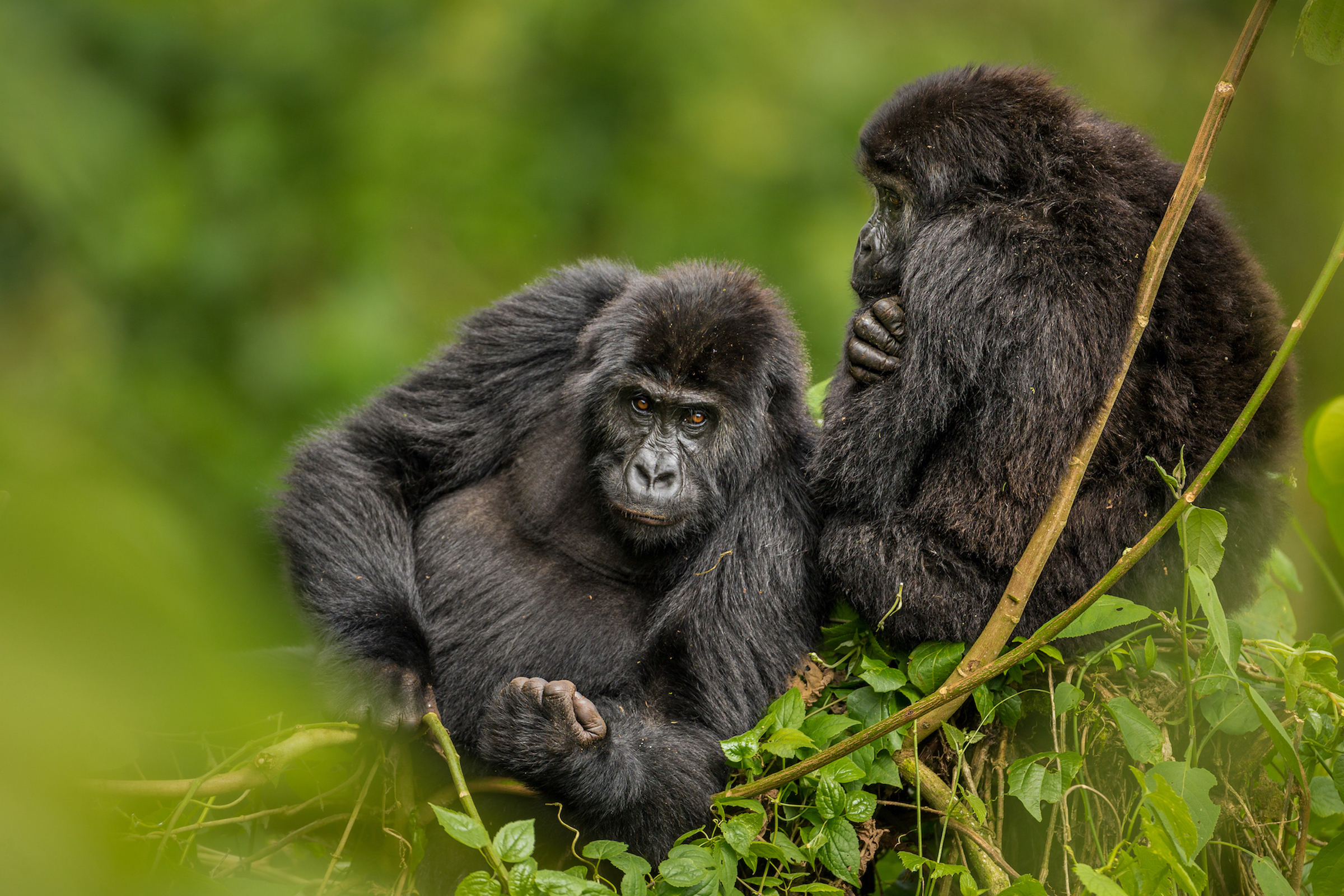 Two eastern lowland gorillas (also known as Grauer’s gorillas) rest near each other in Kahuzi-Biega National Park. Known as the world’s largest living primates, these gorillas are critically endangered following decades of political upheaval in the Democratic Republic of the Congo. Photograph by Marcus Westberg