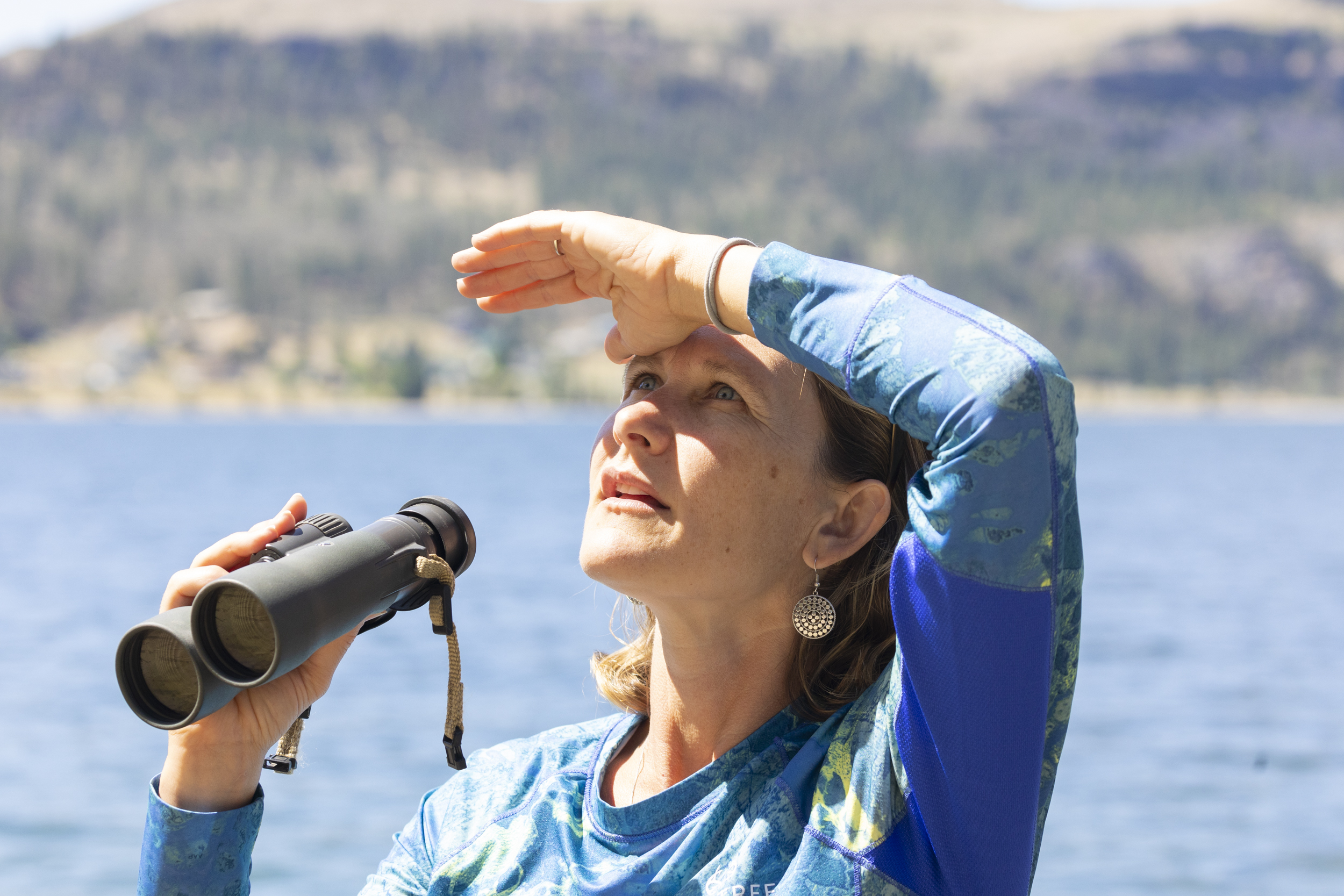 Tribal wildlife biologist Rose Piccinini counts bighorn sheep from the Hellgate herd along the Columbia River on the Colville Reservation. These animals were restored to the reservation by the Tribes.