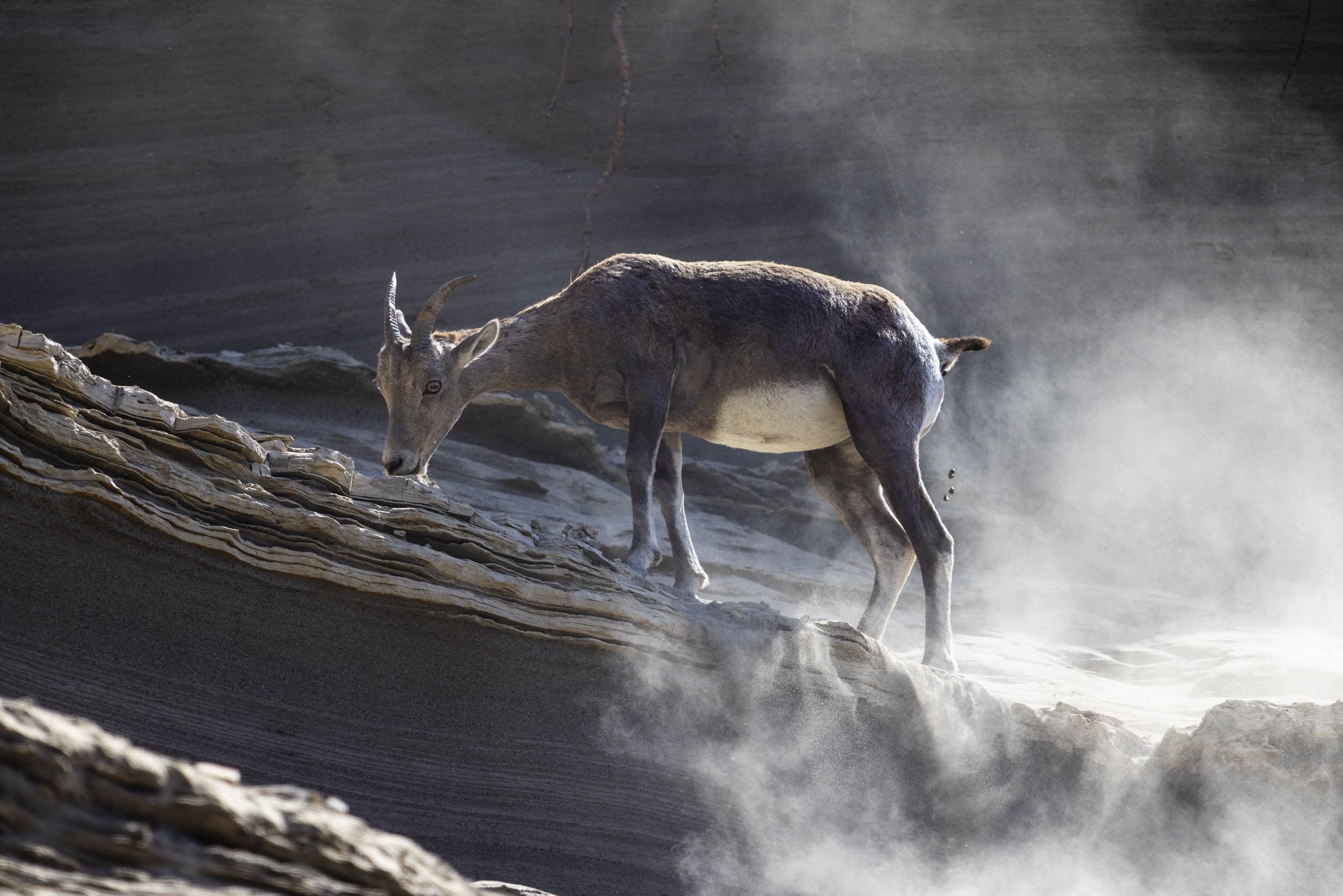 Bighorn sheep from the Hellgate herd forage along the Columbia River on the Colville Reservation. These animals were restored to the reservation by the Tribes.