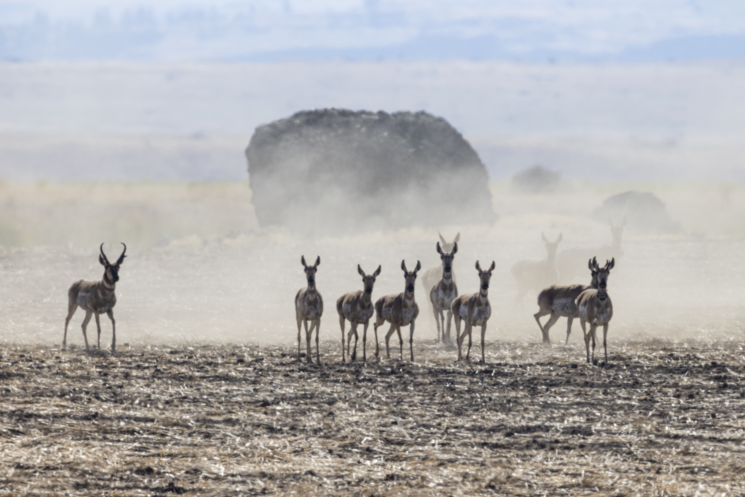 Pronghorn stand alert on the Colville Reservation. The Tribes restored pronghorn to their reservation in the 2010s.