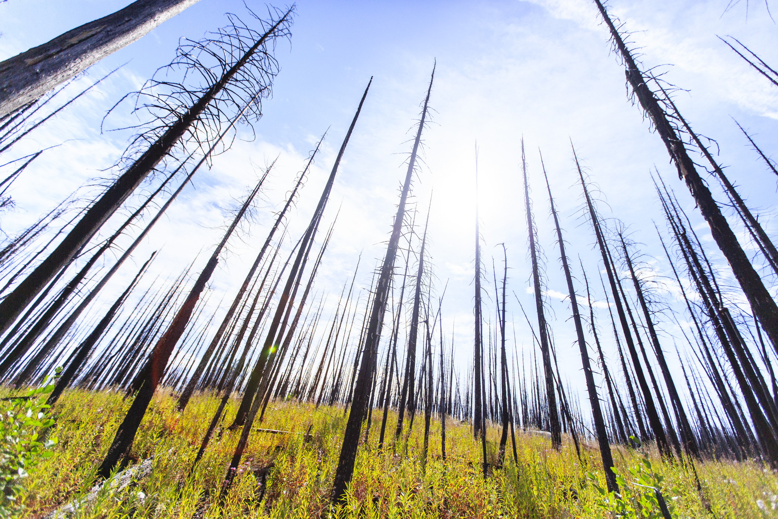 High intensity wildfires like the one that burned this forest are becoming an increasing threat across the northwestern United States, including much of the country's remaining lynx habitat. Areas of the Colville Reservation where the Tribes are reintroducing lynx are unfortunately not immune to these threats.