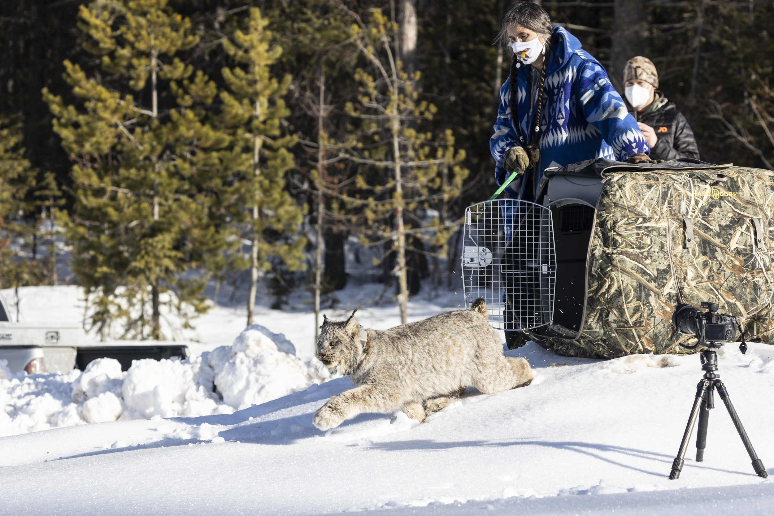 Shelly Boyd releases a Canada lynx onto the Colville Reservation.