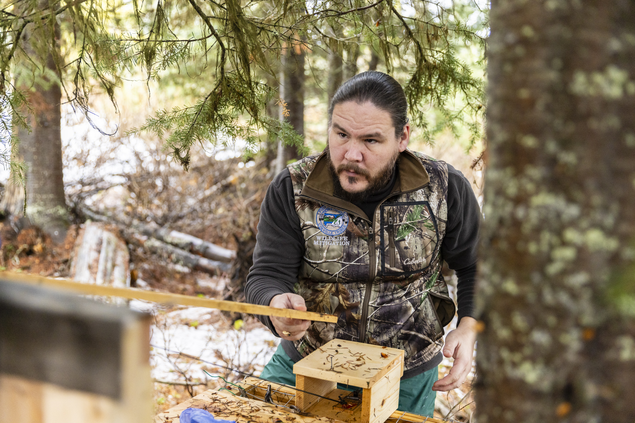 Colville wildlife manager and tribal member Richard Whitney sets a live trap for Lynx in the Canadian Okanagan.