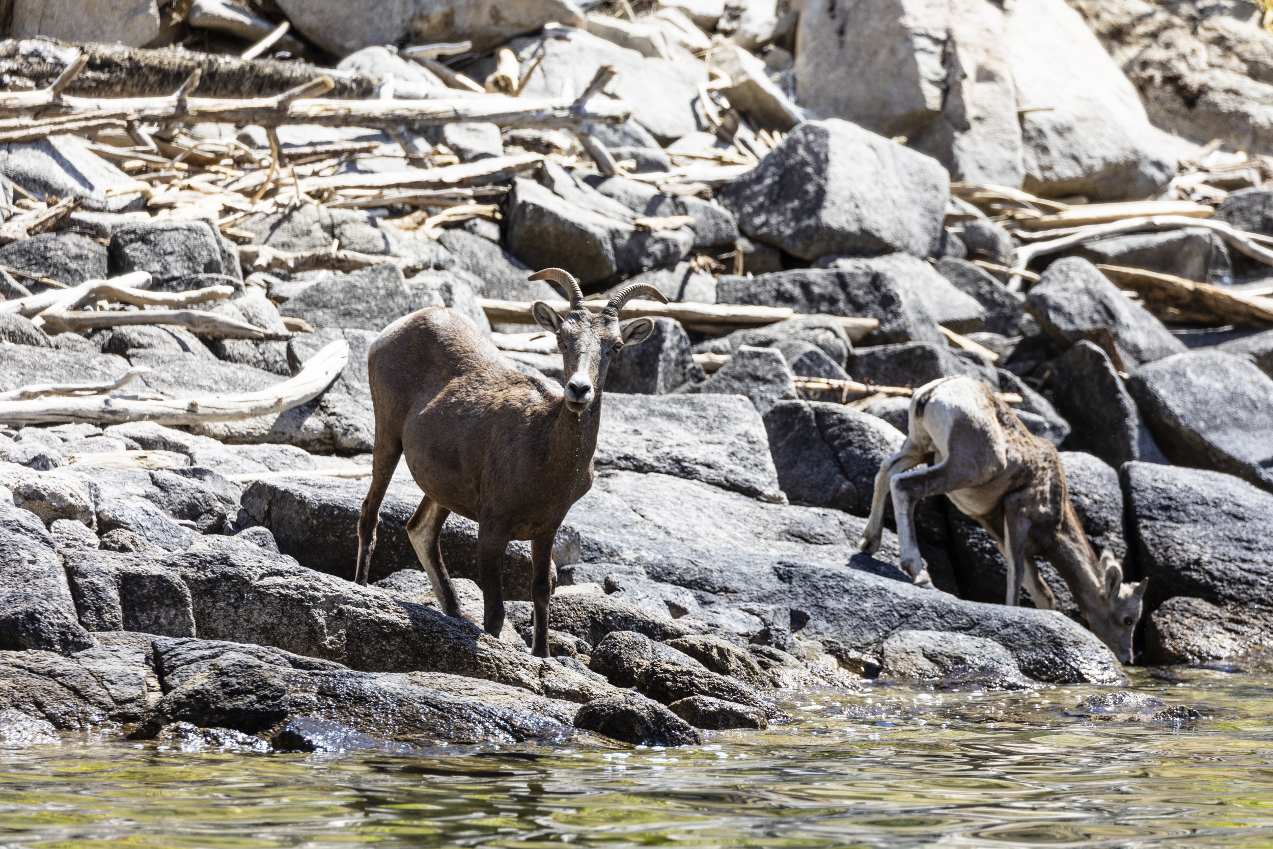 Bighorn Sheep from the Hellgate herd drink from the Columbia River on the Colville Reservation. These animals were restored to the reservation by the tribes.