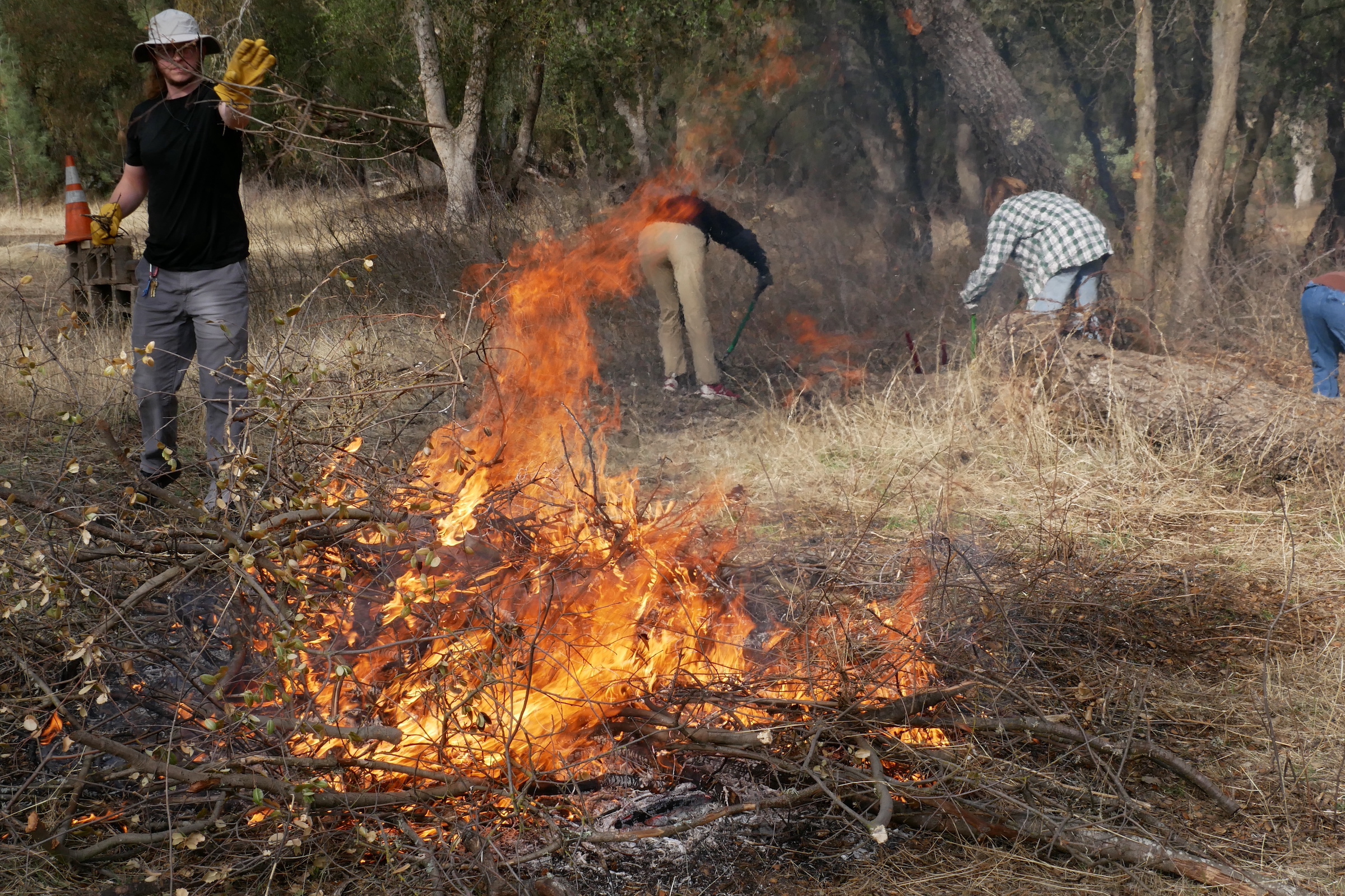 Cultural burning mimics natural disturbances in the landscape, triggering beneficial growth patterns in some plants. Photograph by Ashley Braun