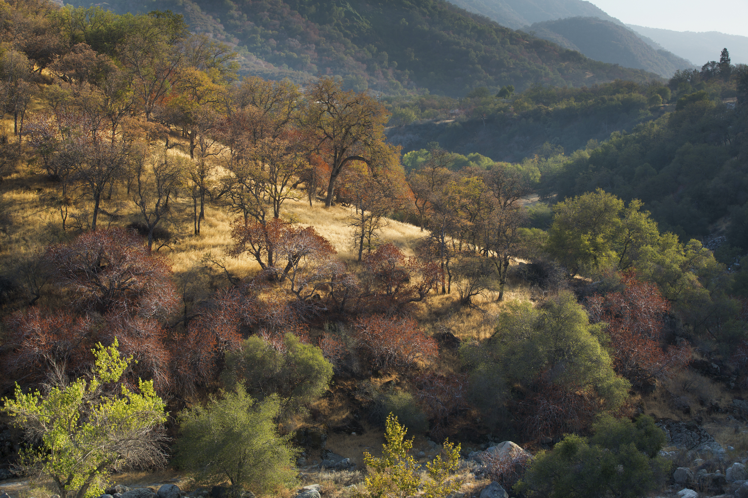 A landscape of mature trees and large openings like this one is characteristic of an ecosystem that has experienced regular, low-intensity fires. Indigenous tribes in California have recognized for millennia the important role that fire plays in maintaining an ecological balance. Photograph by David Noton