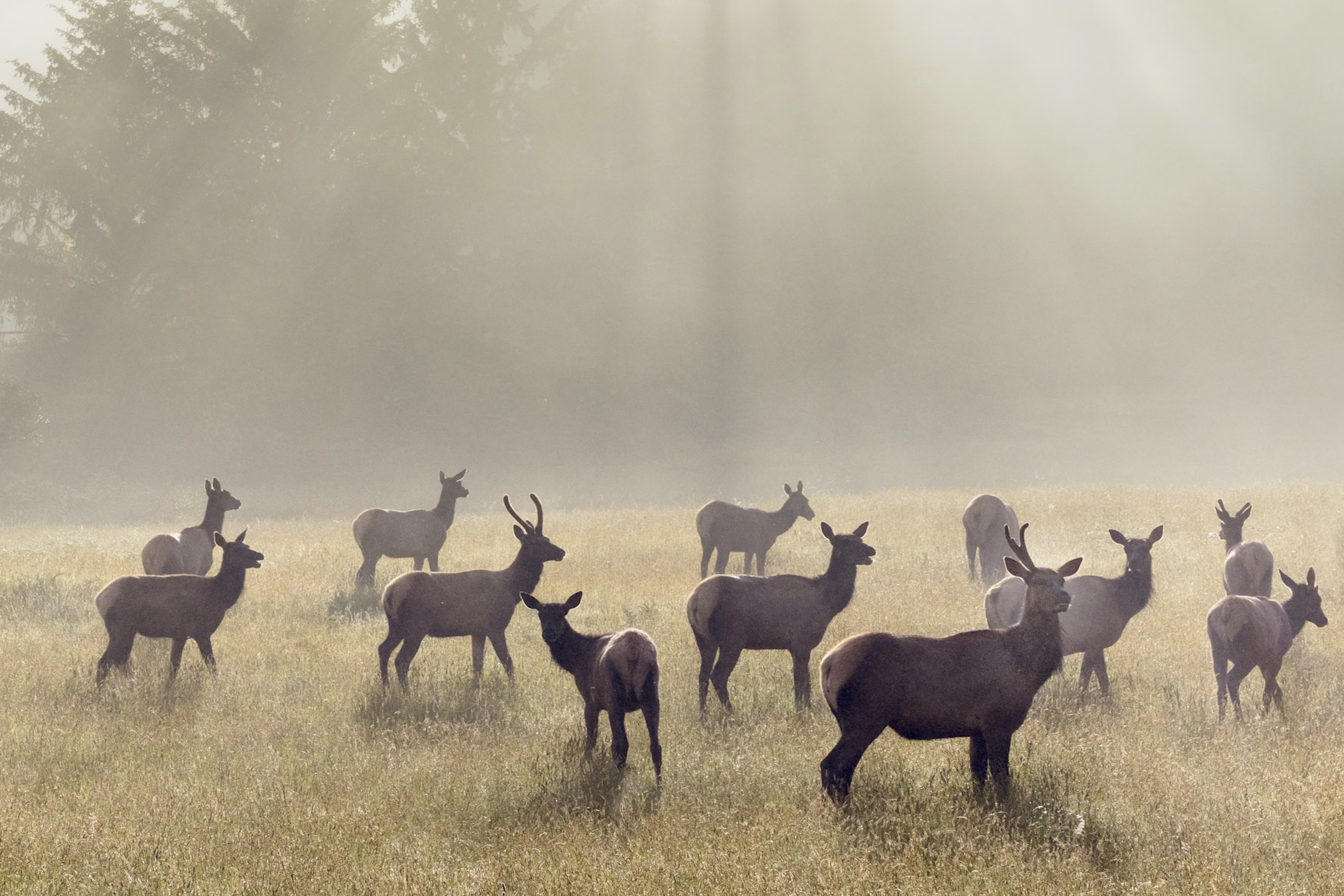 The meadows that fires create and help to maintain provide important habitat for wildlife, including large herbivores like these Roosevelt elk in California's Del Norte Coast Redwoods State Park. Photograph by Jack Dykinga