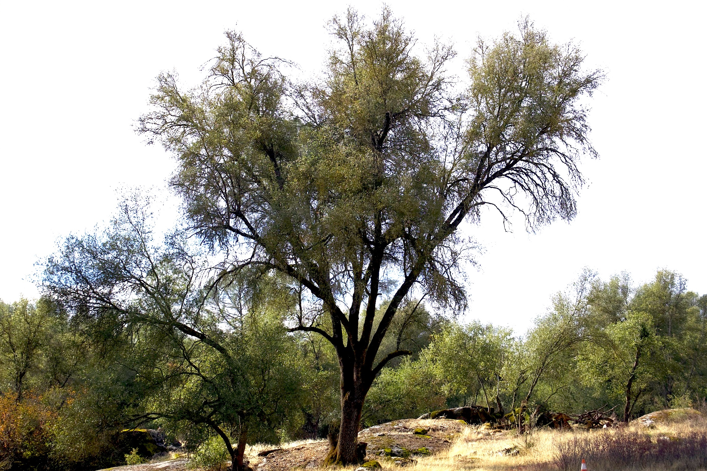 A stately black oak tree, called Wi-yap’ by the Nium people, towers over a clearing on Goode’s family land. Photograph by Ashley Braun