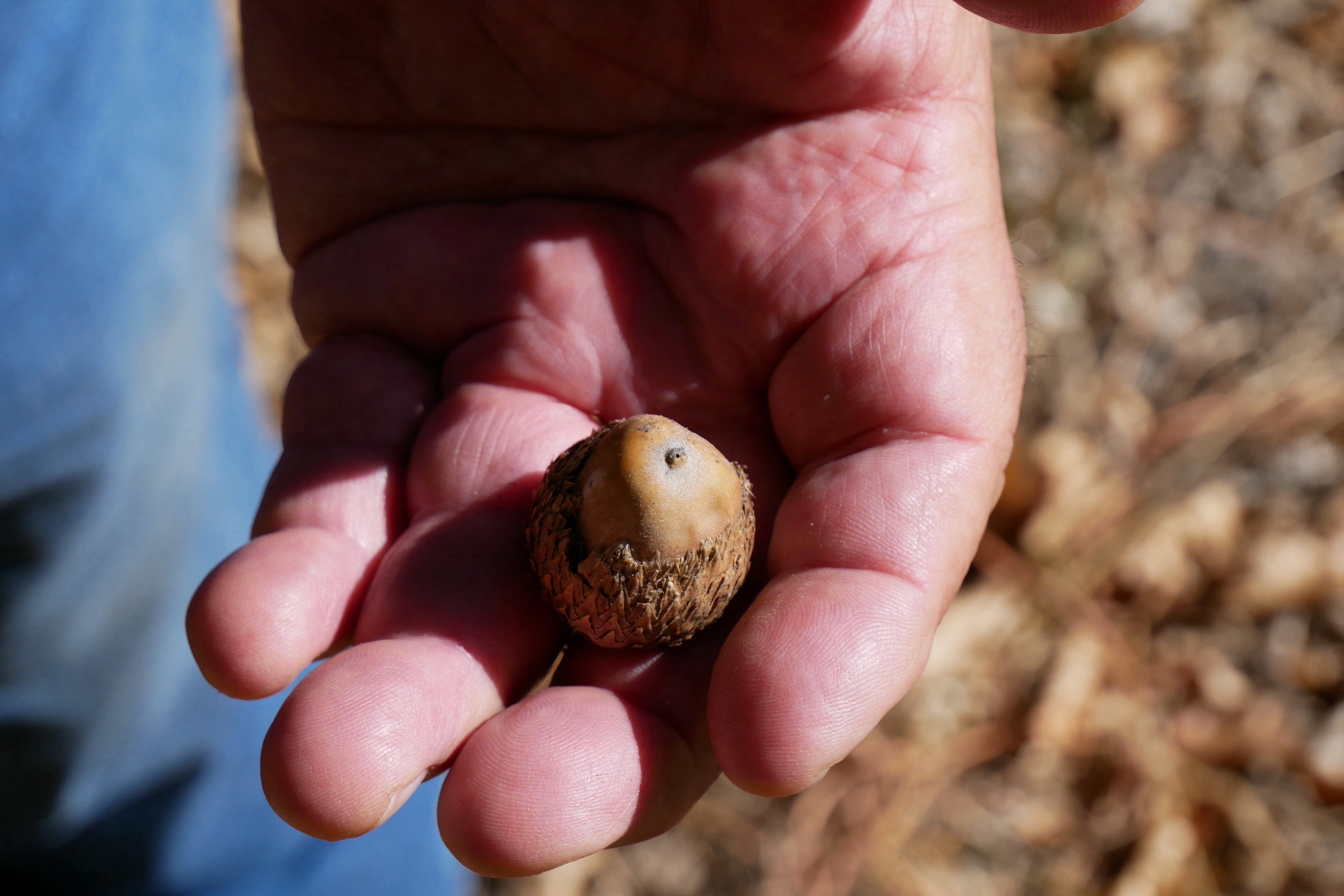 Acorns were once a staple among many California Natives, accounting for up to 50 percent of Indigenous diets in the state. Photograph by Ashley Braun