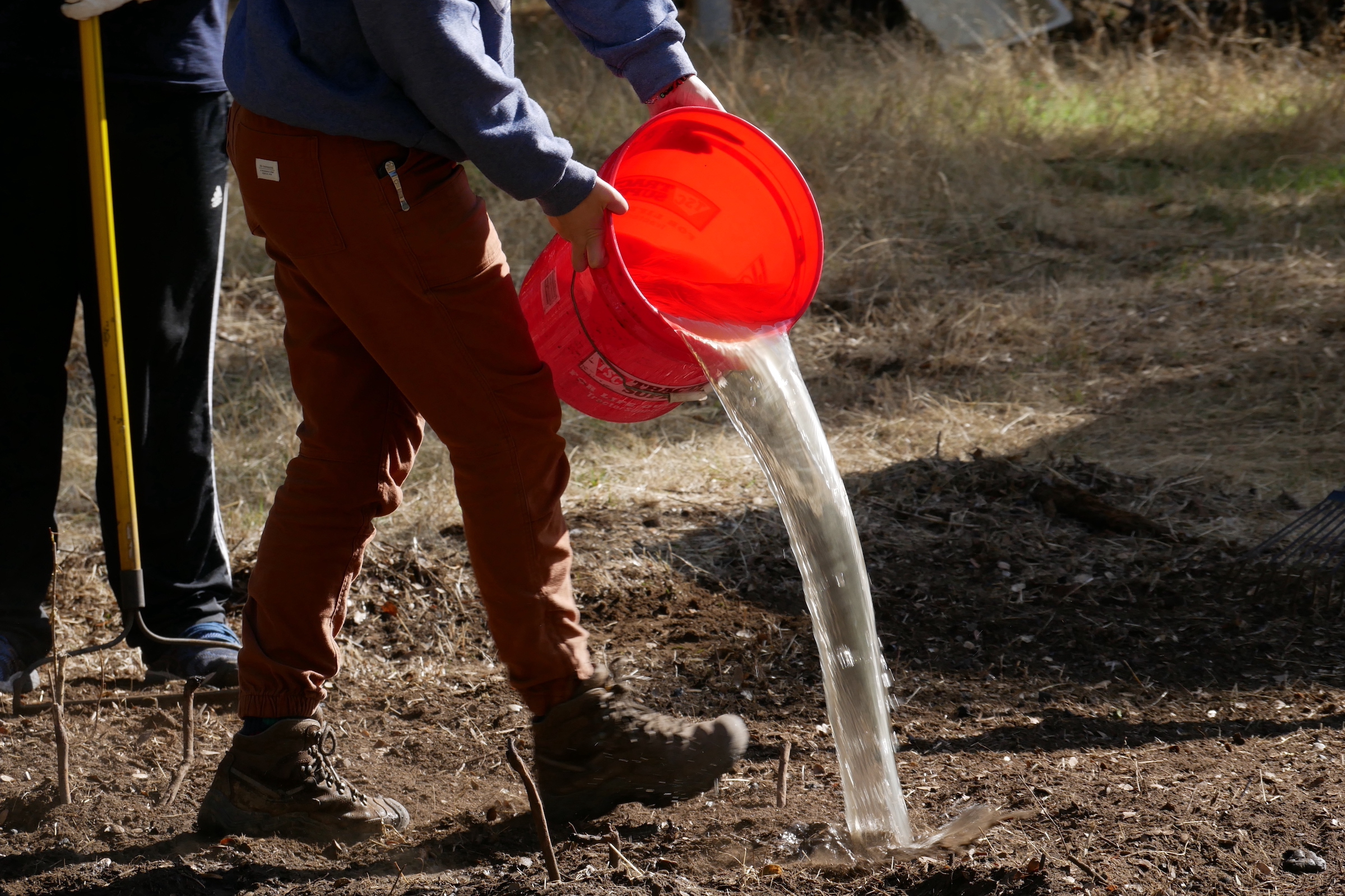Berkeley students pour water over a recently burned and raked patch of soil, preparing to till ashes and other crucial nutrients into the land. Photograph by Ashley Braun