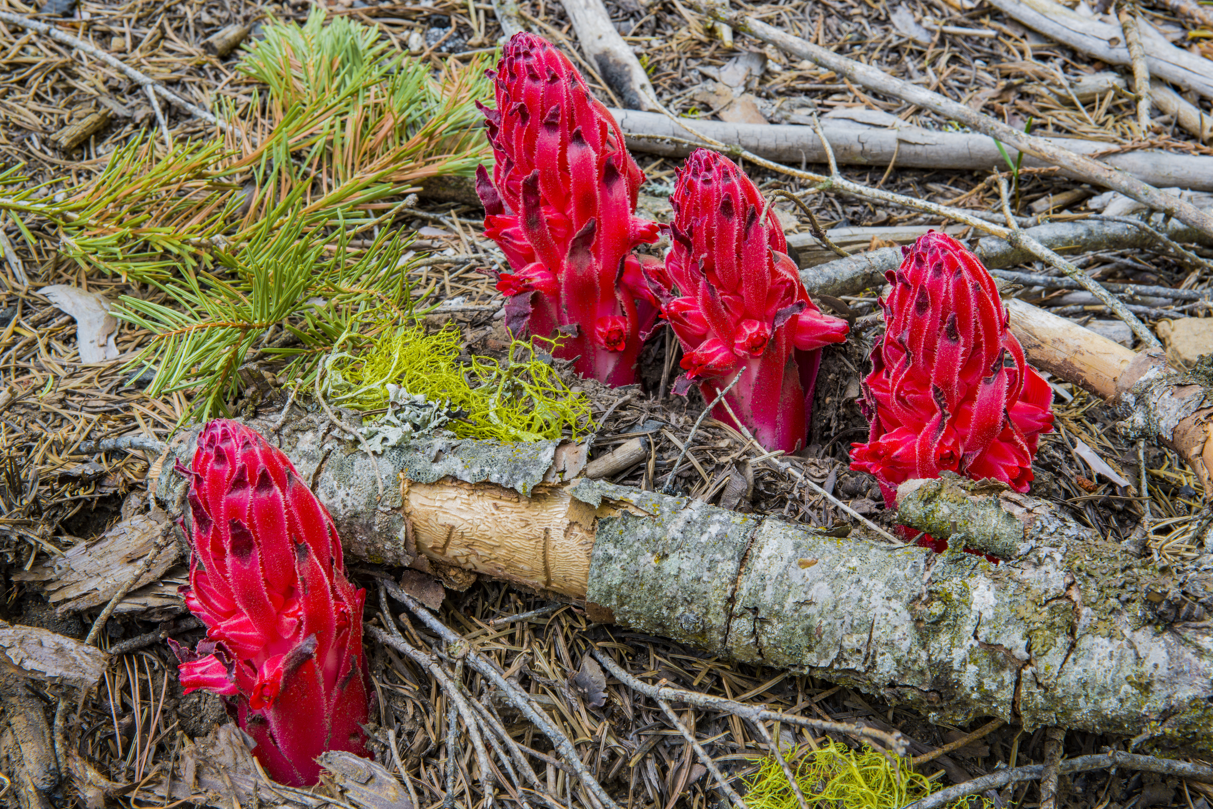 Snow plants like these, which rely on mycorrhizae fungi in the soil for food, are just some of the many organisms and biodiversity that benefit from regular, low-intensity fires. Photograph by Jeff Foott