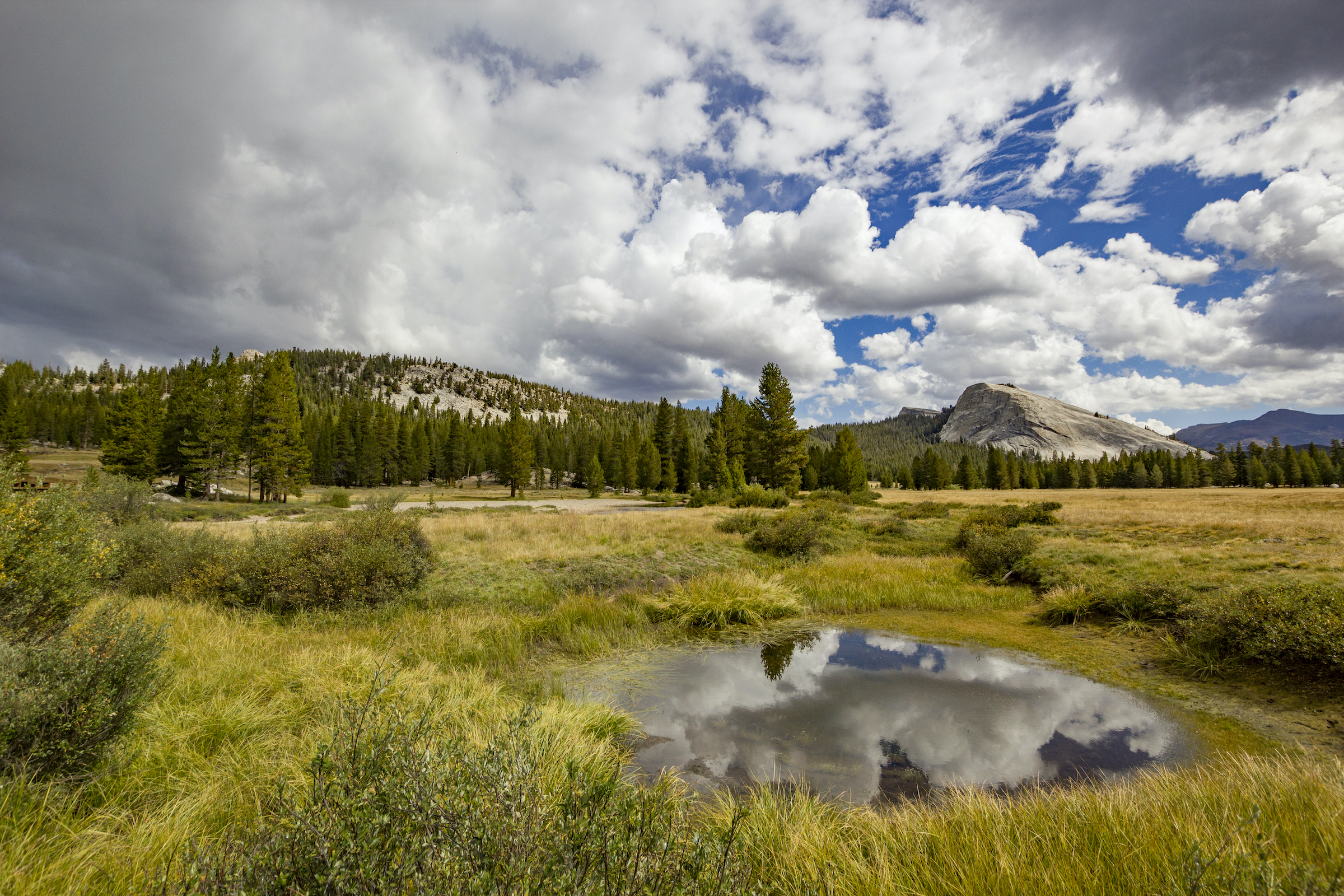 While it may seem counterintuitive at first, fire increases water availability in many ecosystems. According to ecohydrologist Gabrielle Boisrame, open areas like meadows get deeper snow and it sticks around longer. “That means that water from the snowmelt is getting added to the soil later into the dry season, which is better for vegetation, and can help maintain some of those wet meadows,” she says. Photograph by Jen Guyton